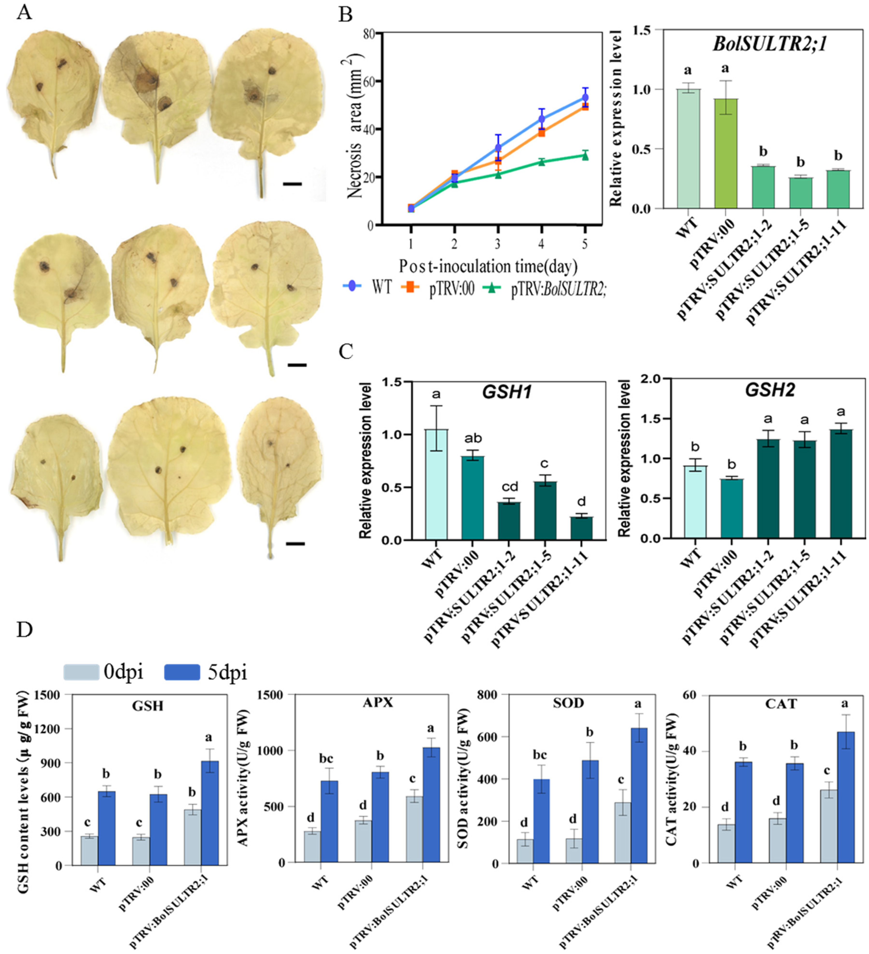 Antioxidants 14 00496 g008