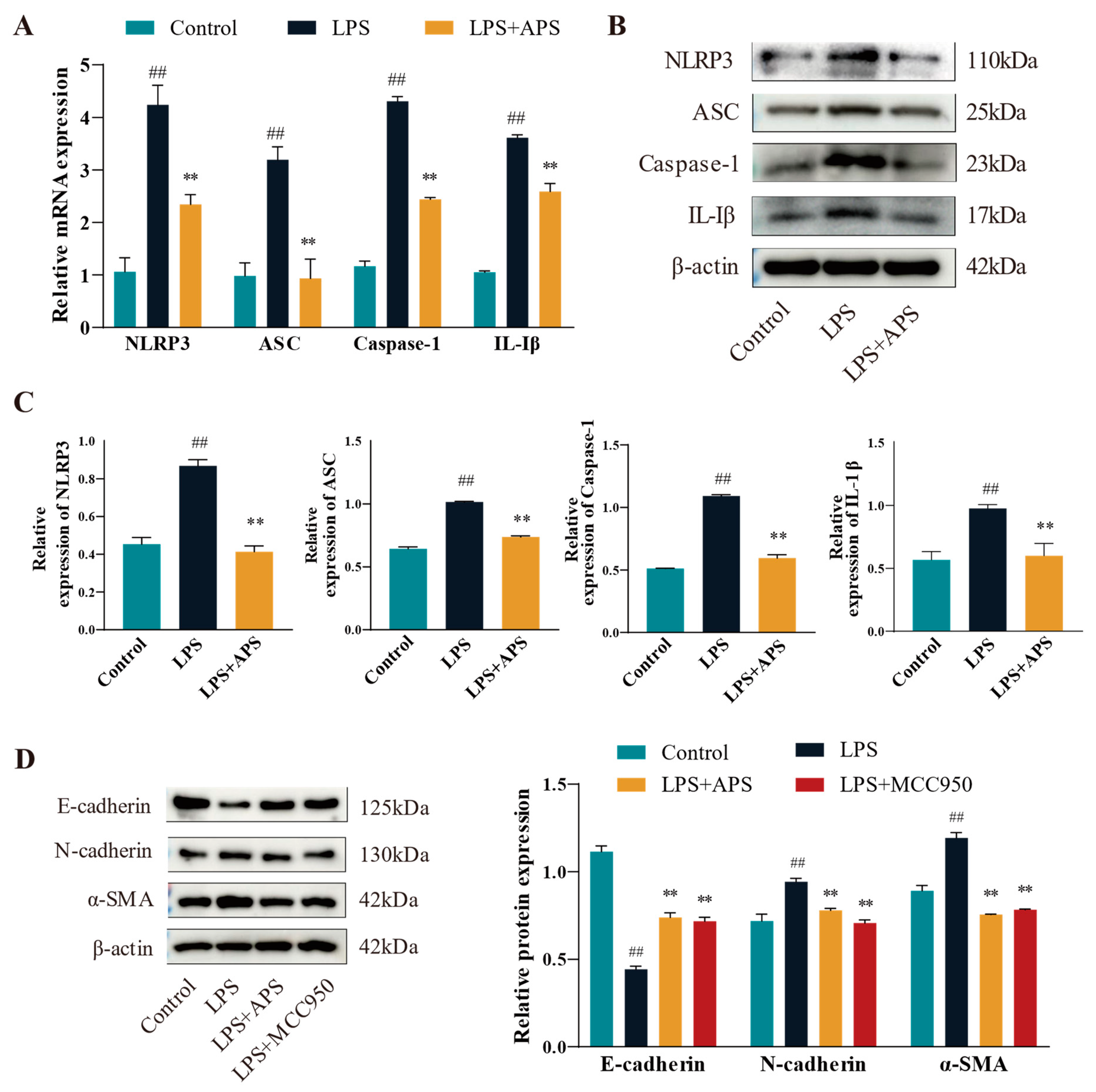 Antioxidants 14 00503 g004
