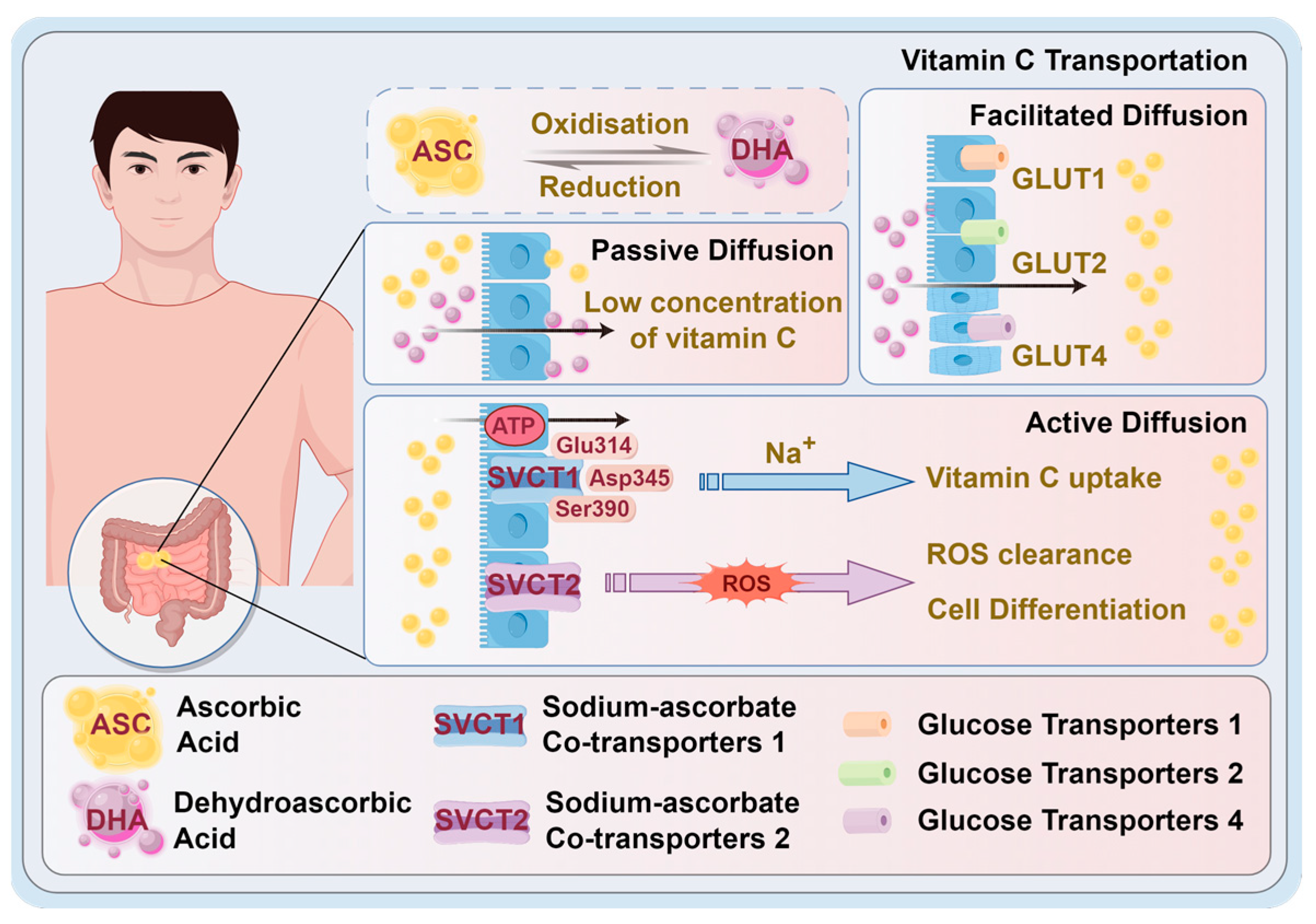 Antioxidants 14 00506 g002