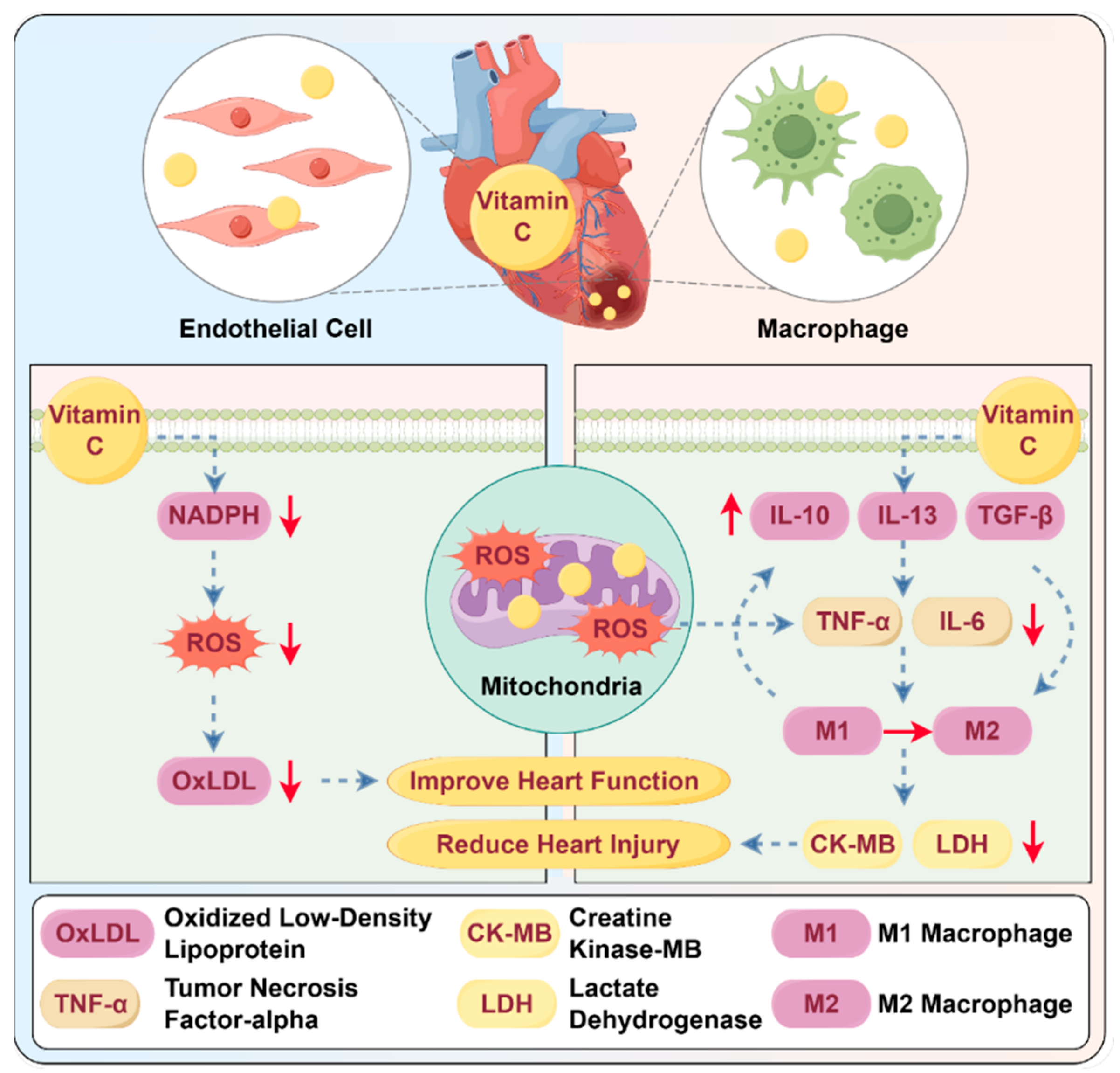 Antioxidants 14 00506 g004
