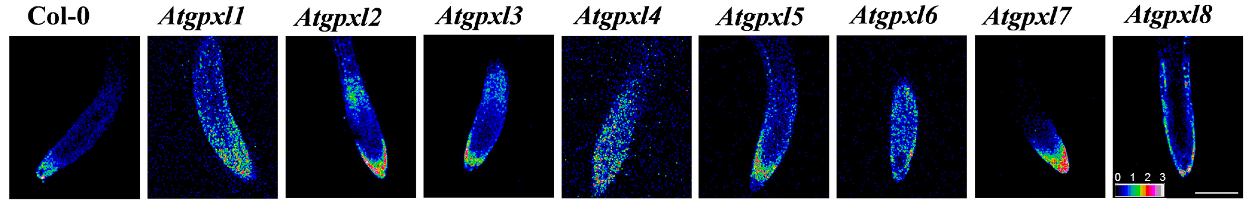 Antioxidants 14 00518 g001