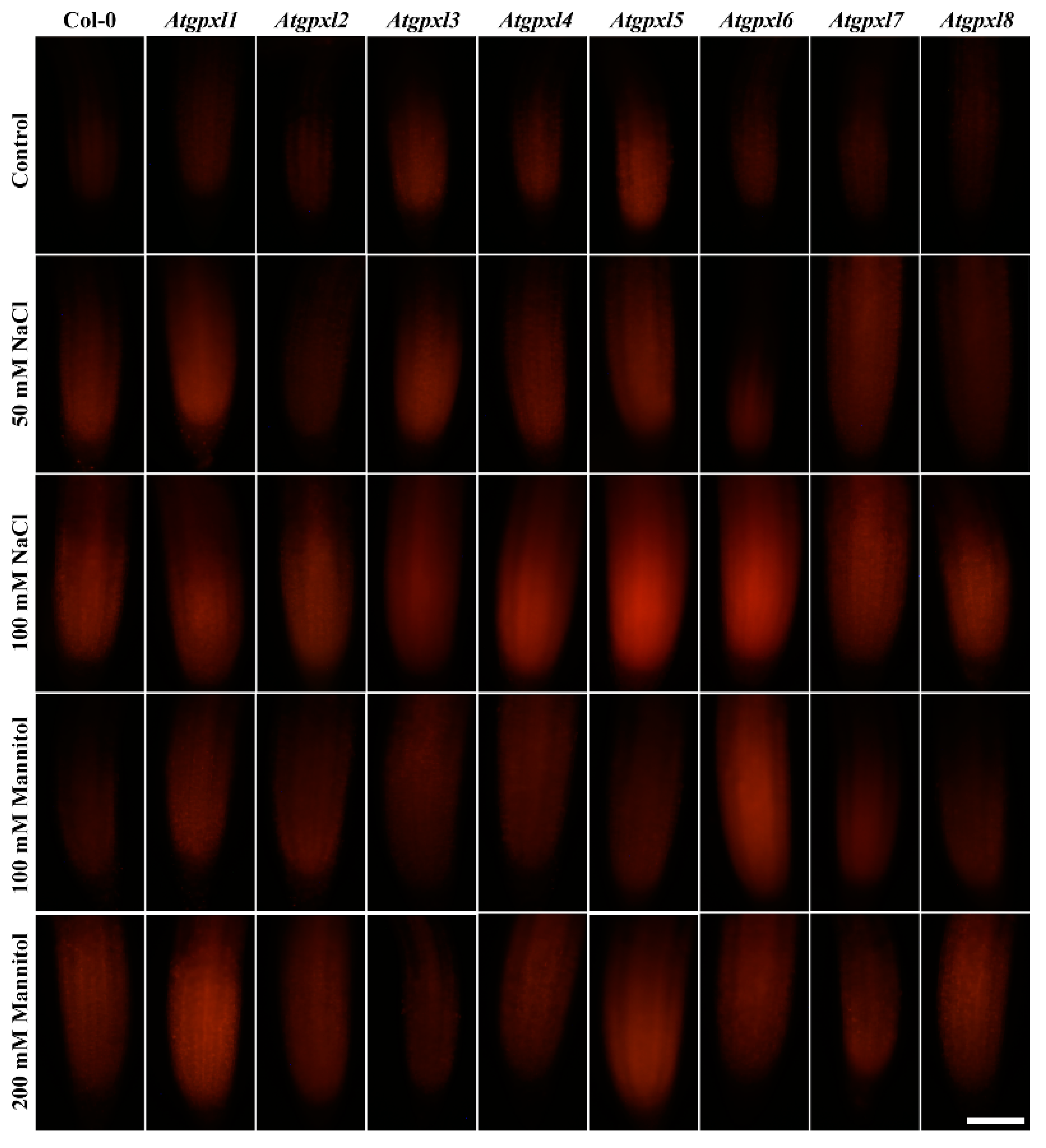 Antioxidants 14 00518 g004