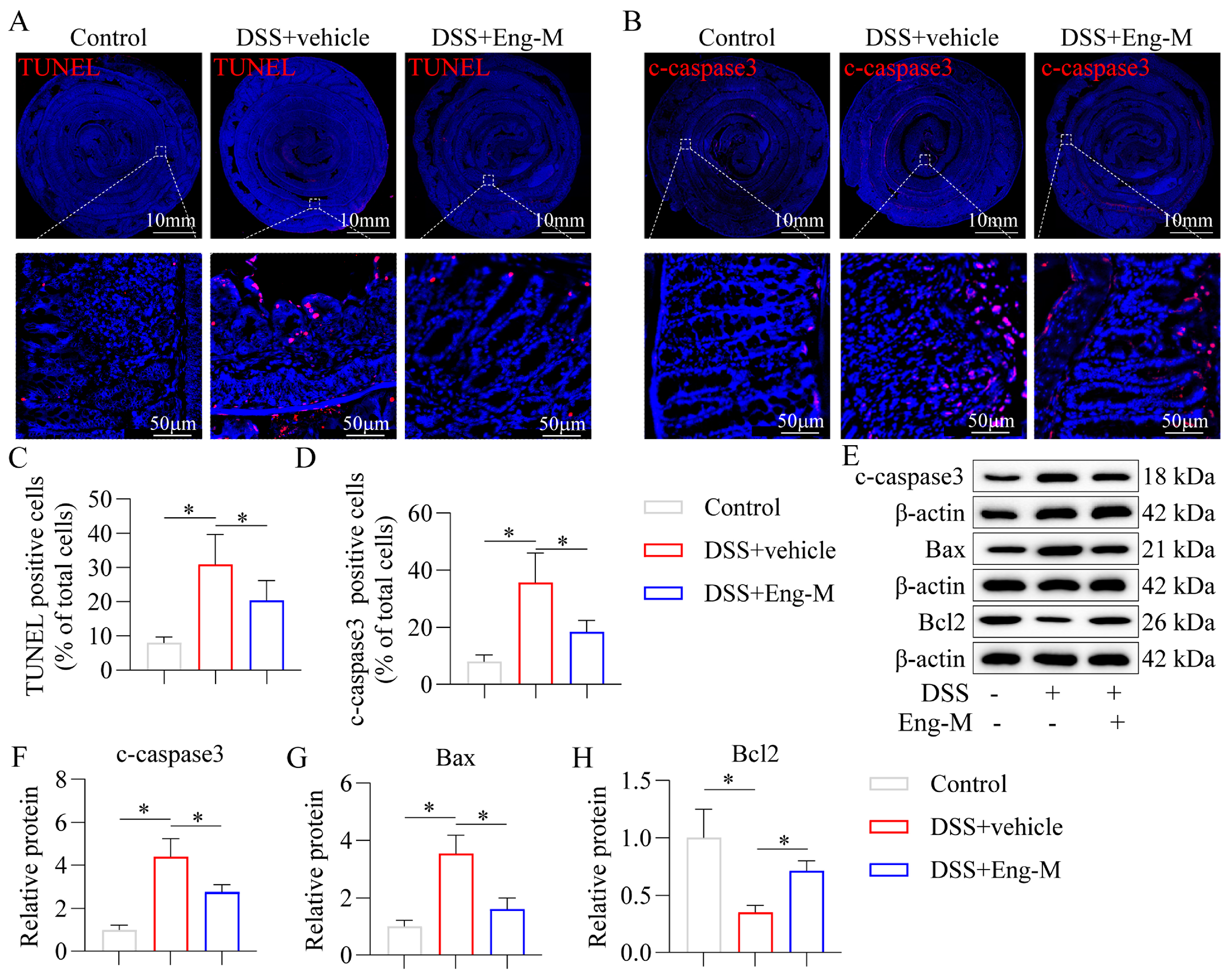 Antioxidants 14 00524 g004