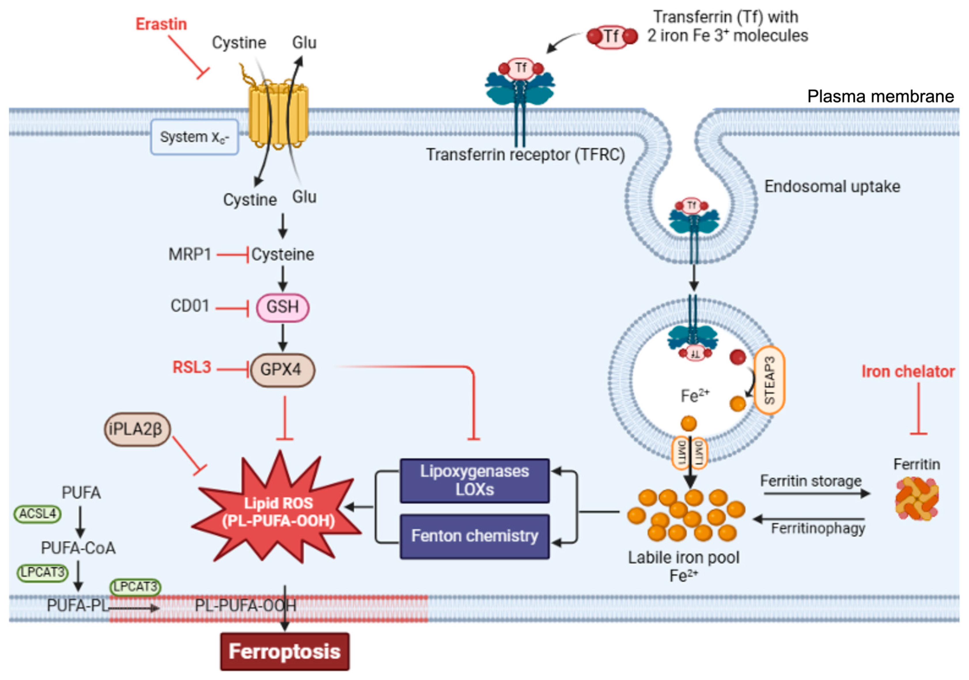 Antioxidants 14 00527 g004