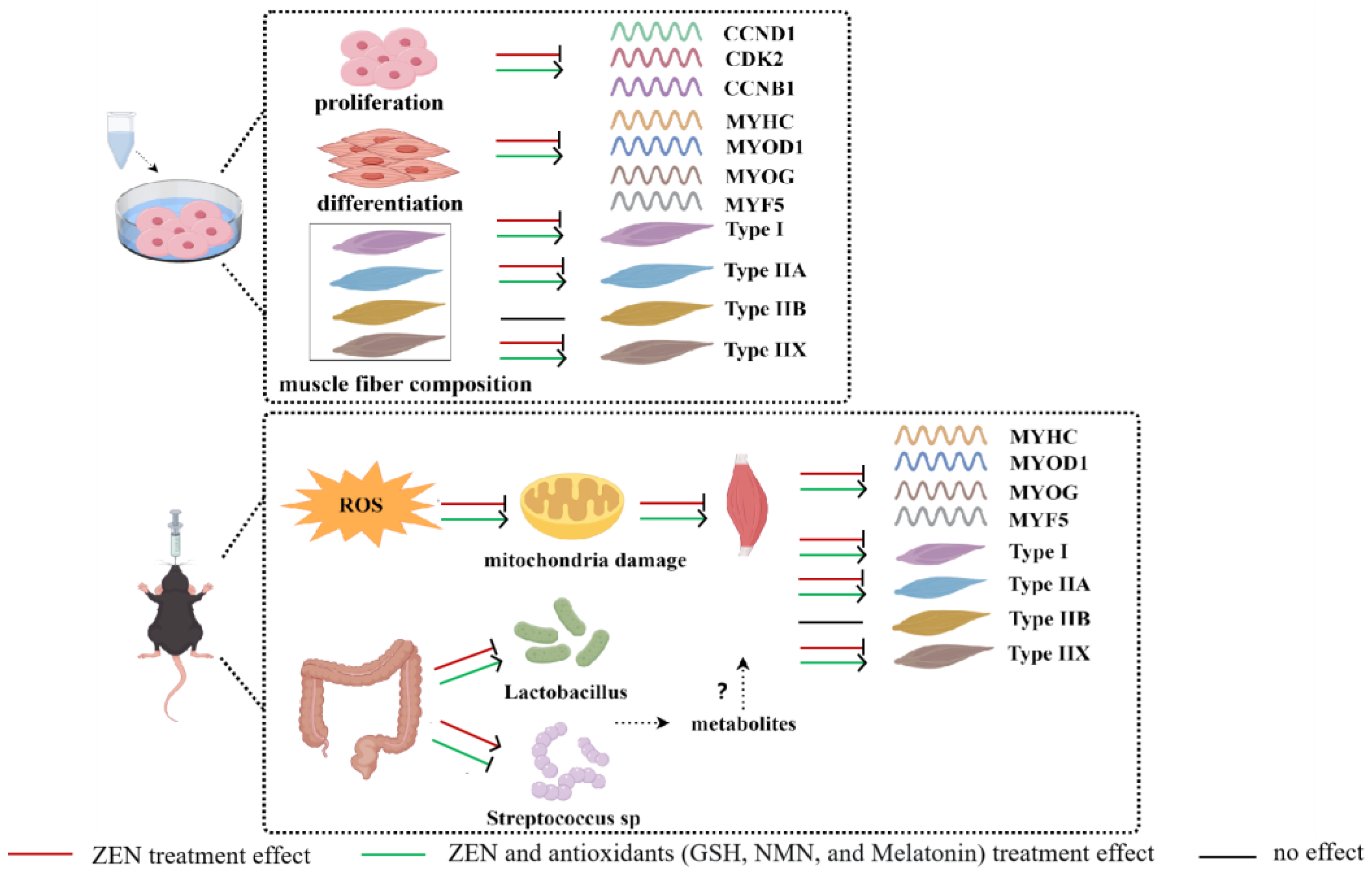 Antioxidants 14 00528 g008