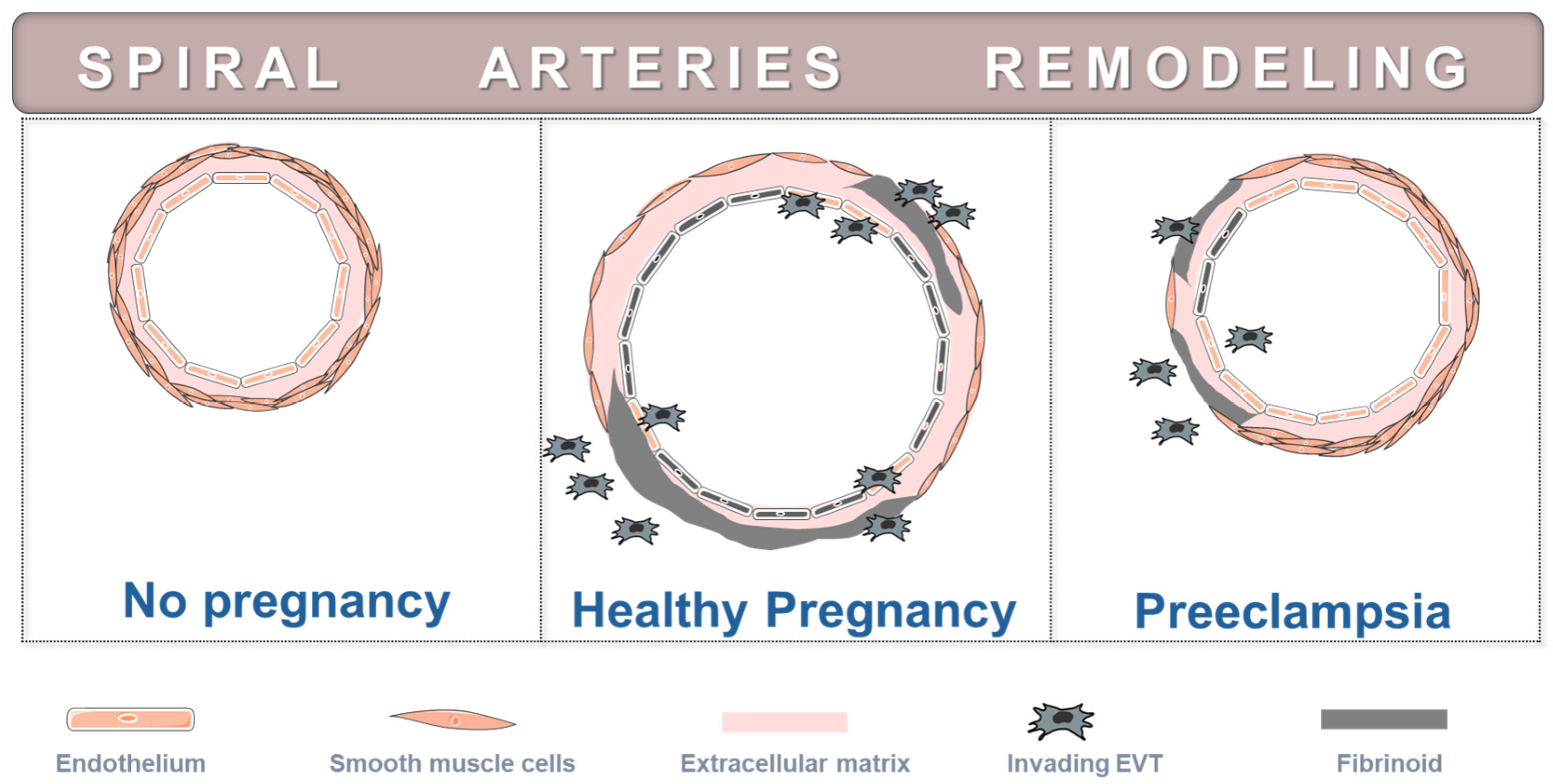 Antioxidants 14 00529 g002