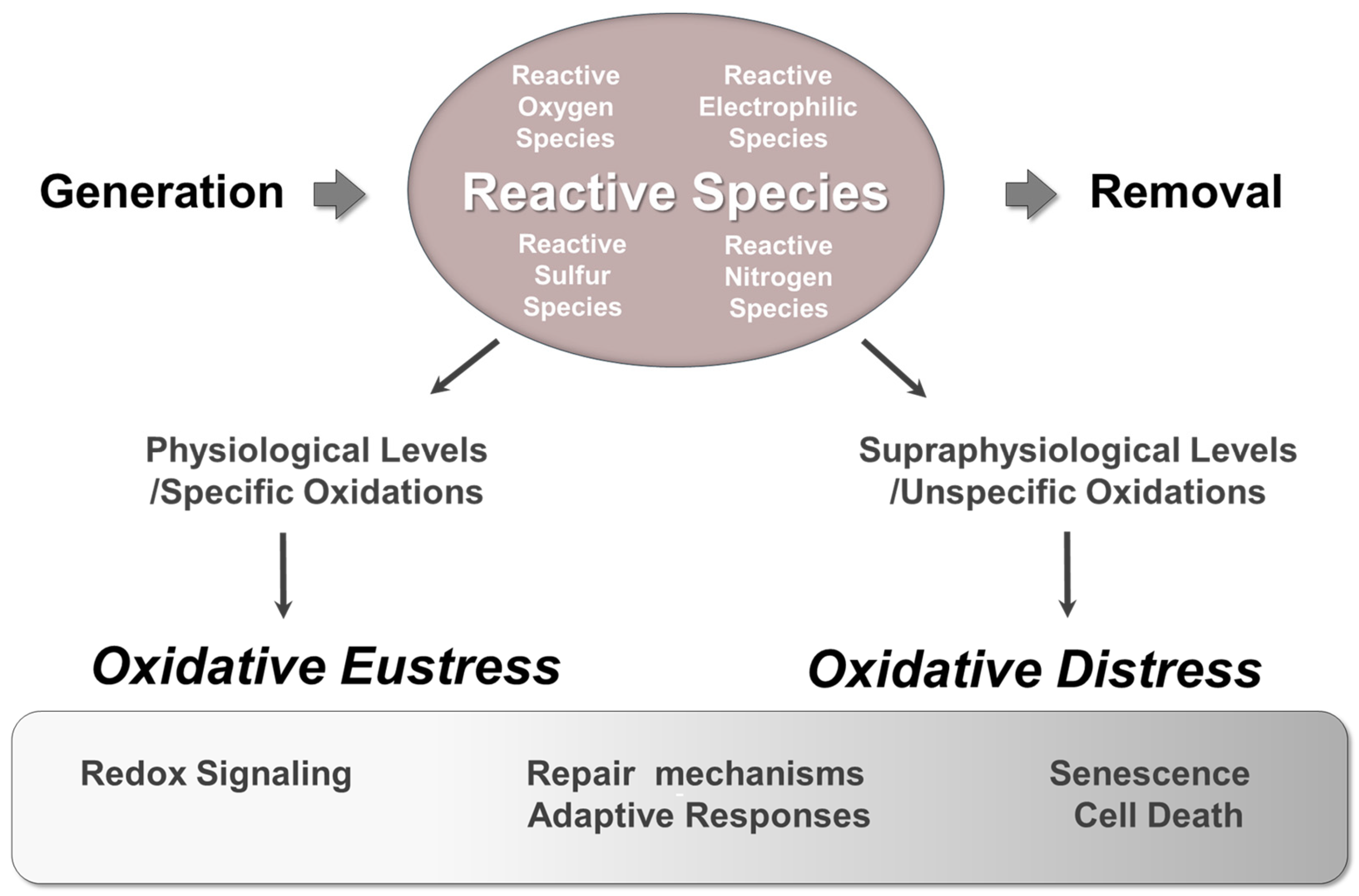 Antioxidants 14 00529 g003