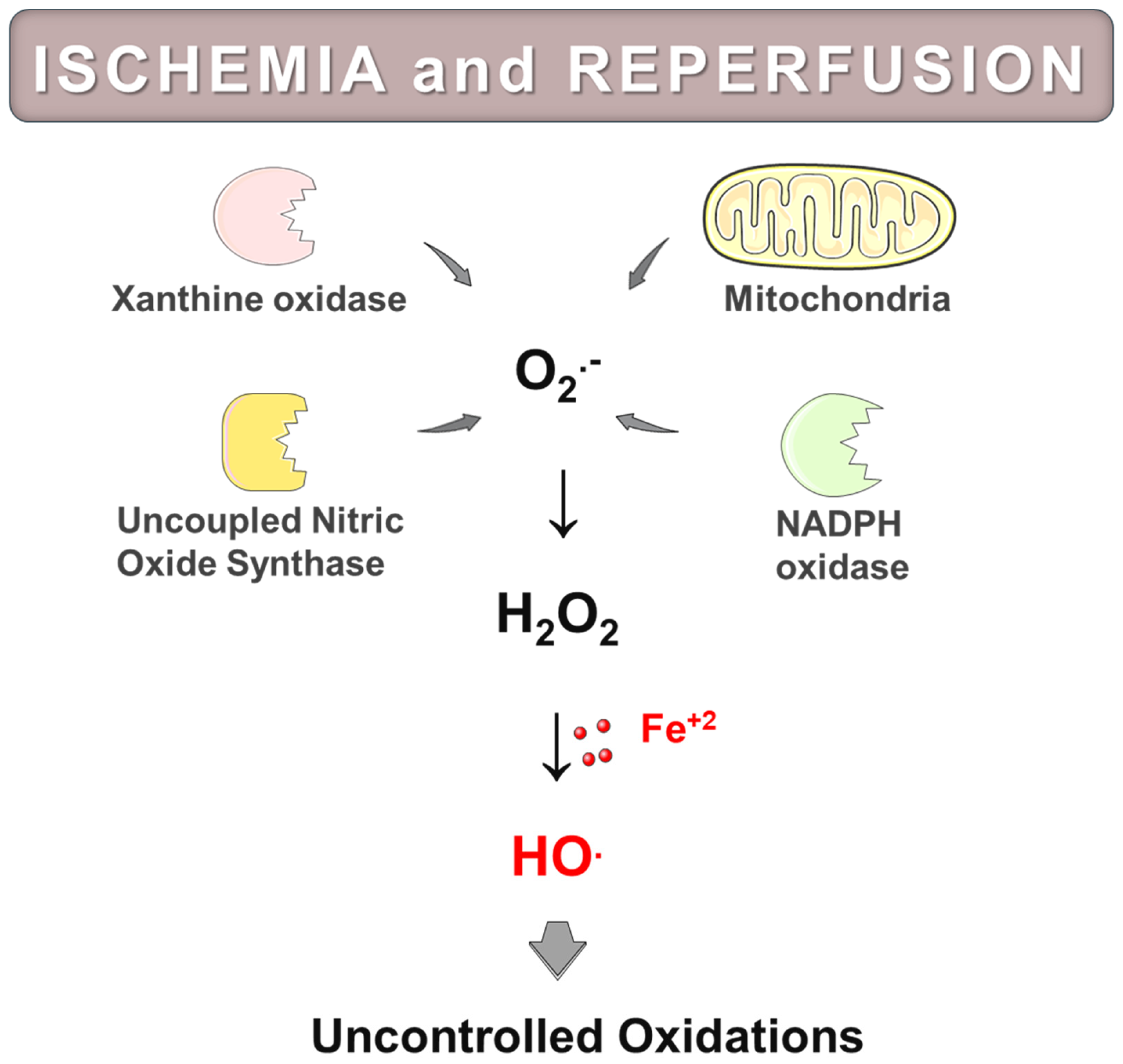 Antioxidants 14 00529 g004
