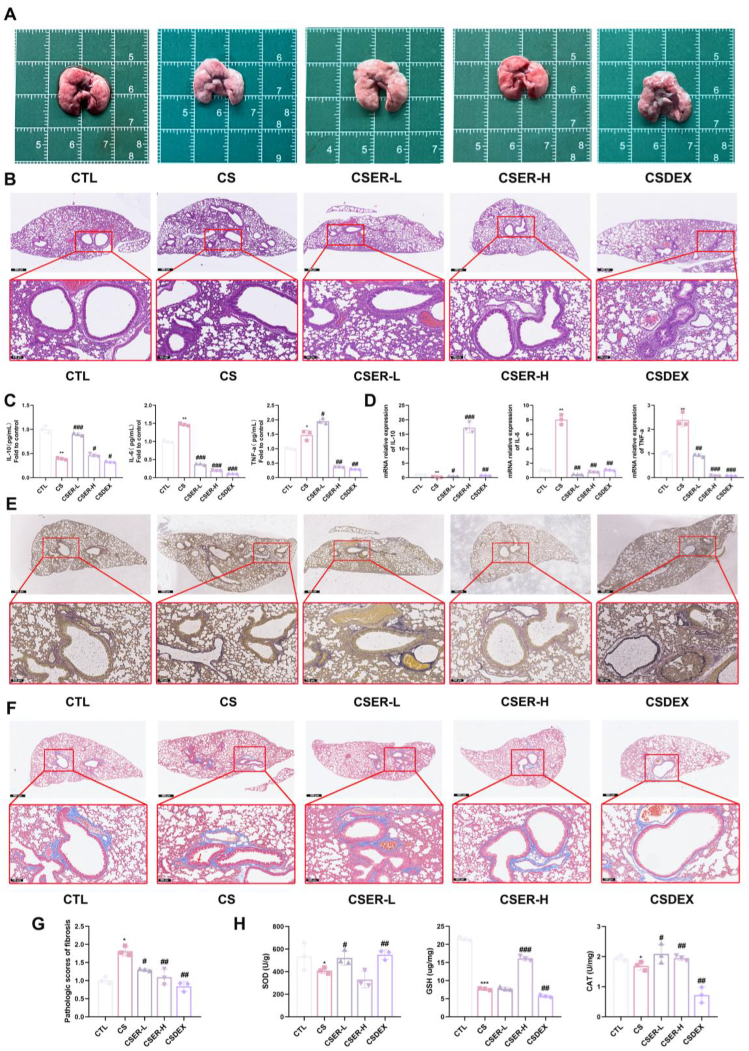 Antioxidants 14 00533 g001