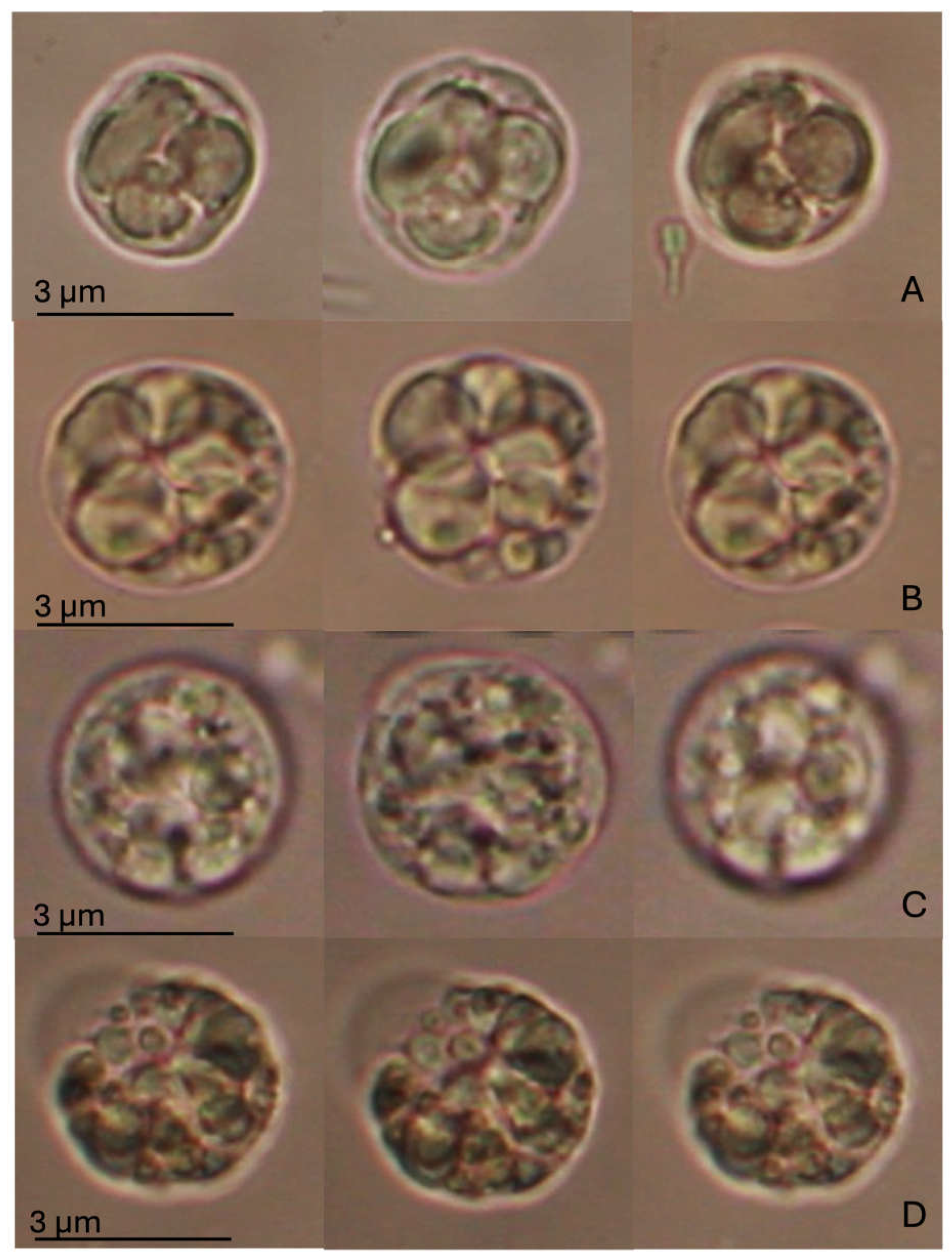 Antioxidants 14 00539 g003