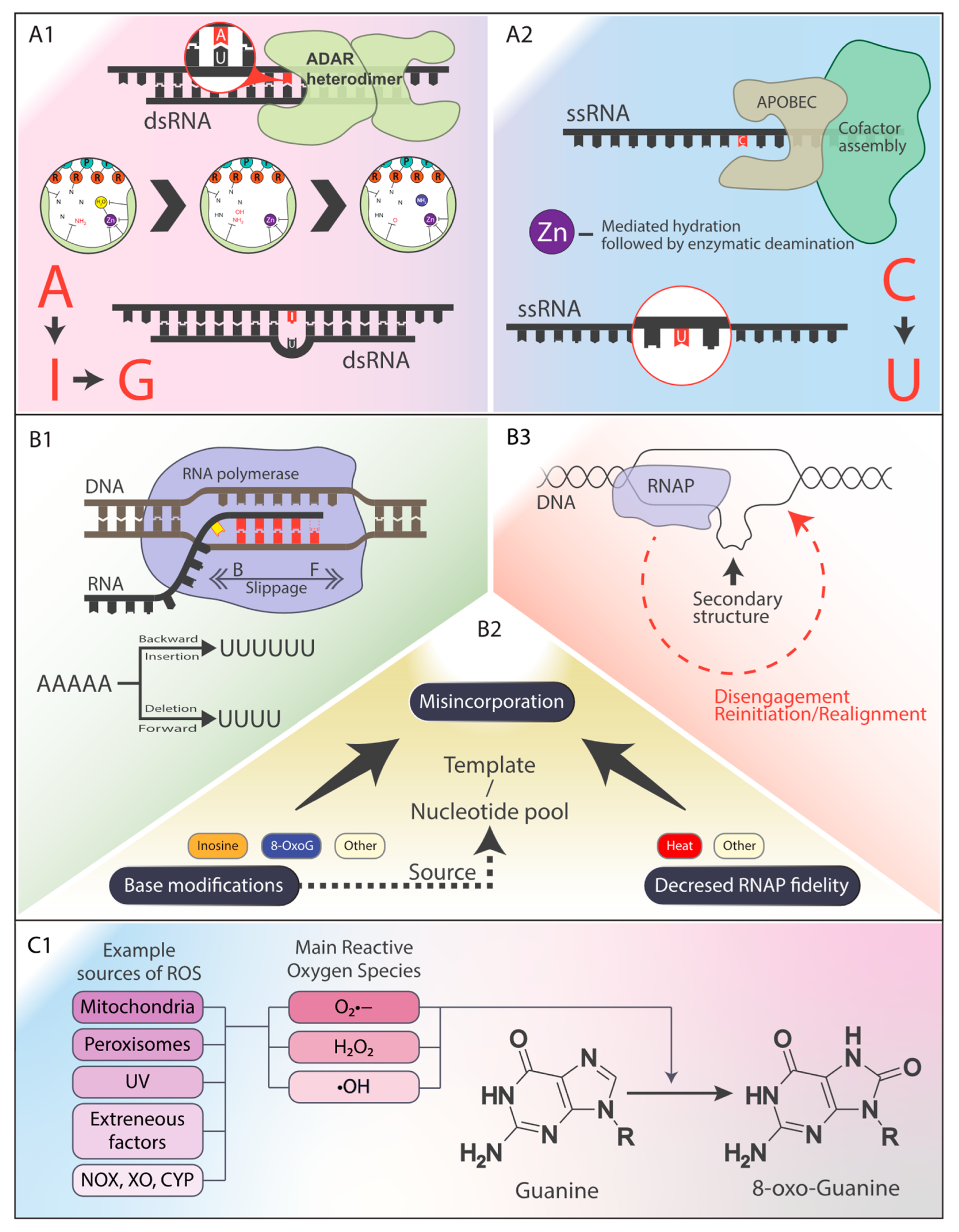 Antioxidants 14 00544 g001