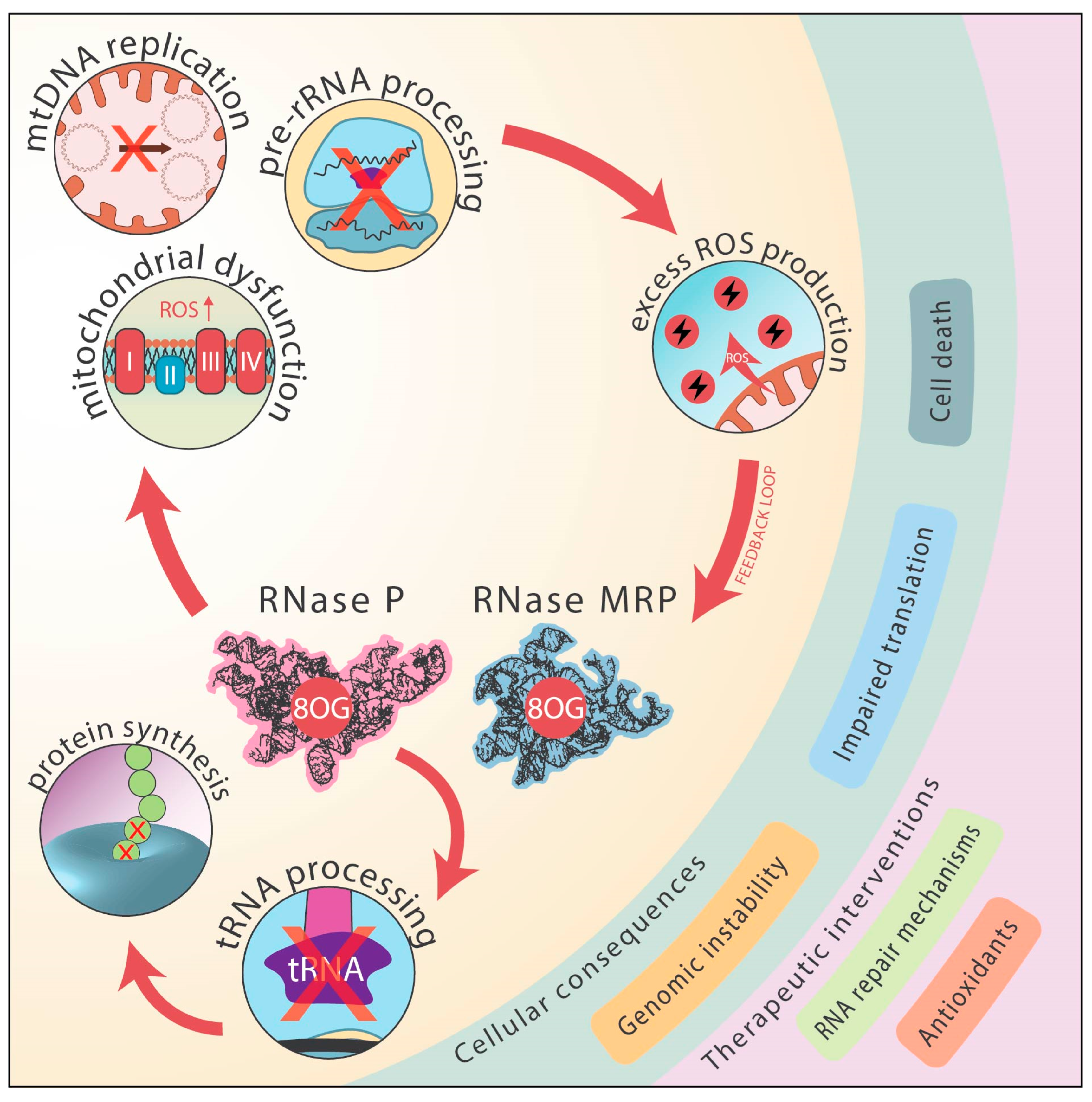 Antioxidants 14 00544 g003