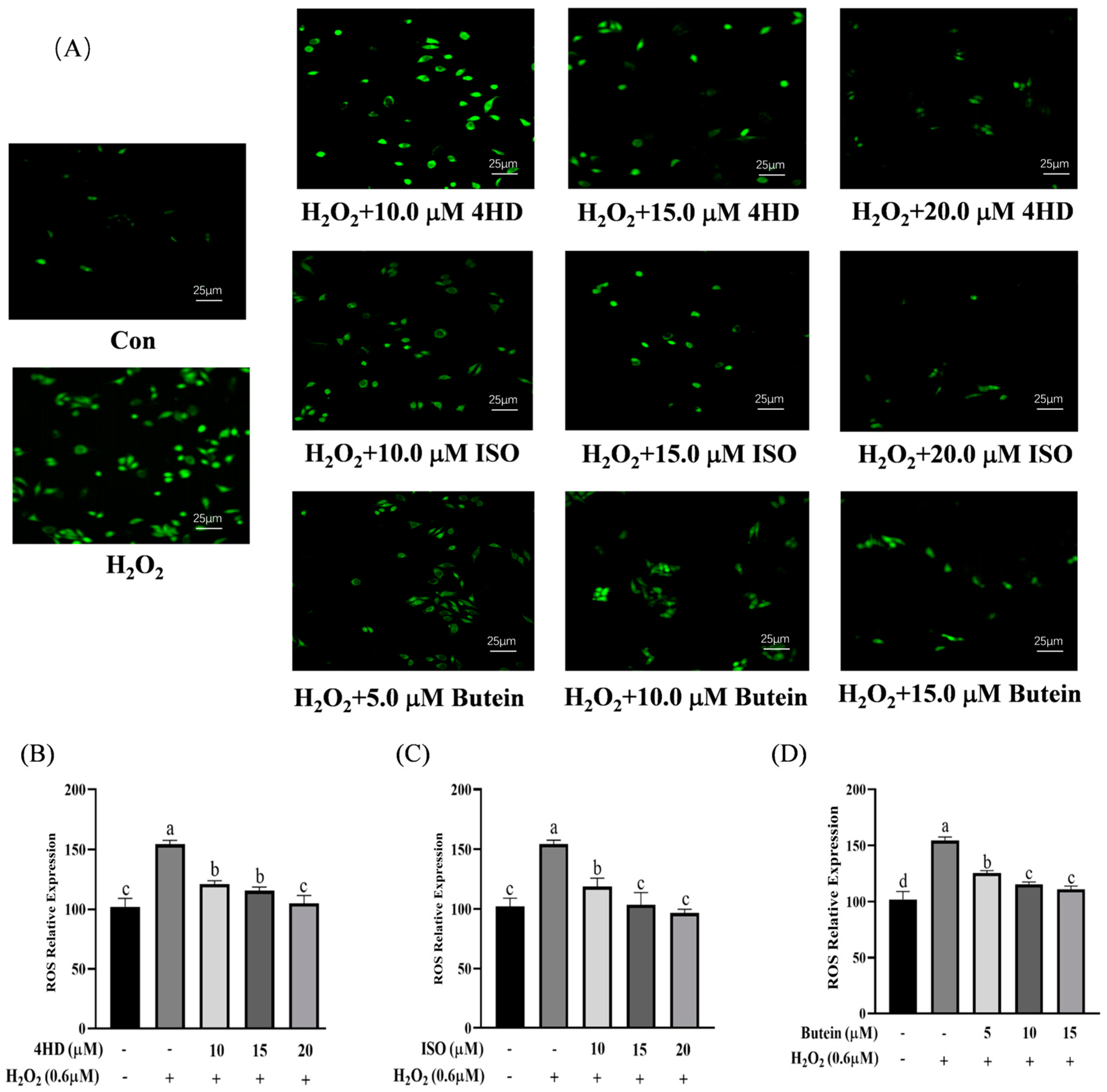 Antioxidants 14 00546 g006
