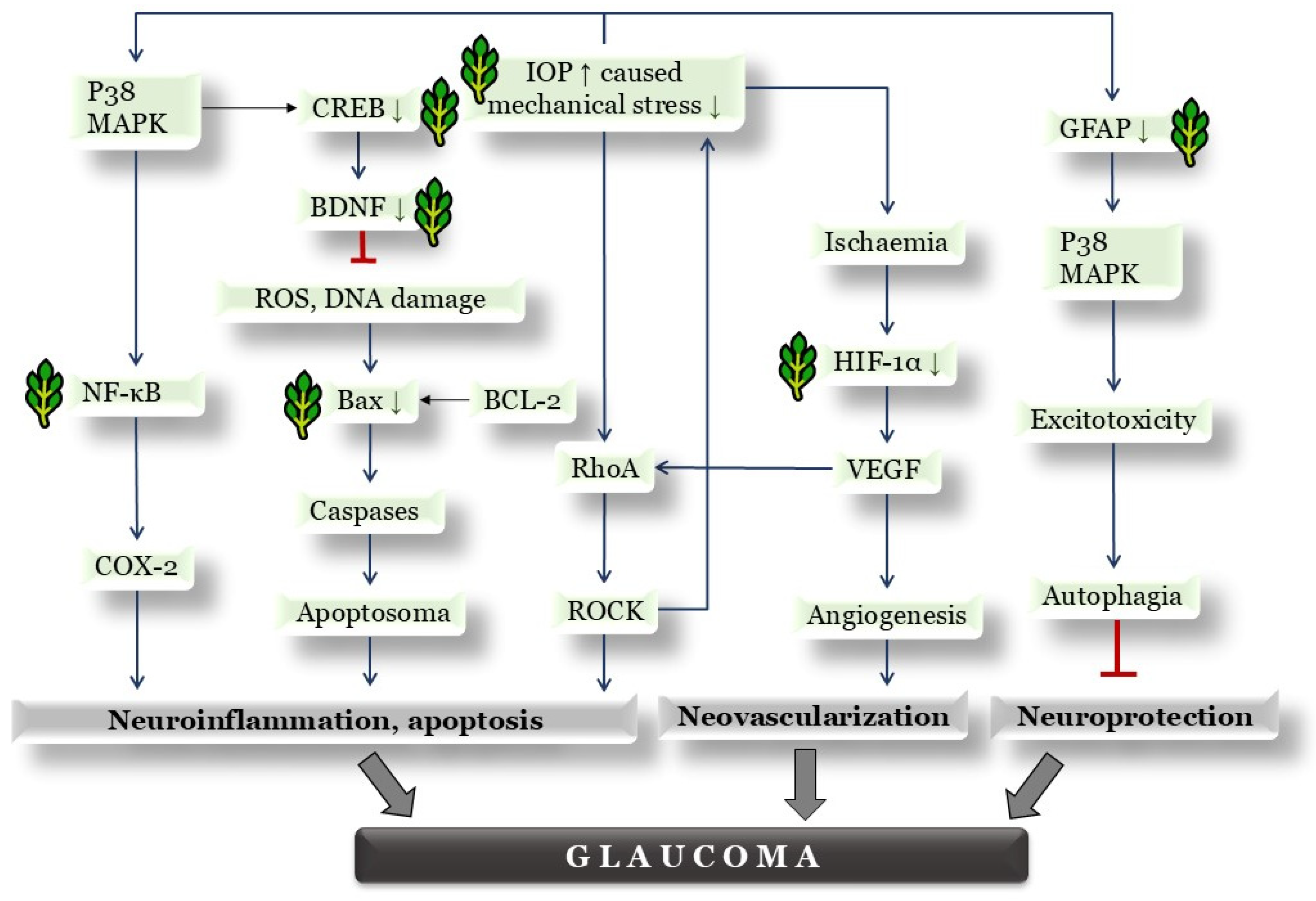Antioxidants 14 00549 g009