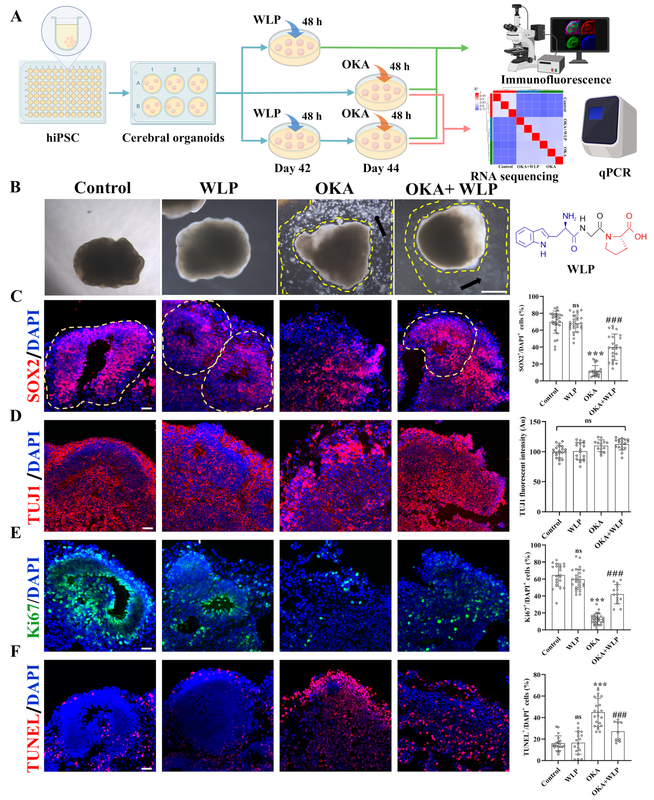 Antioxidants 14 00553 g003