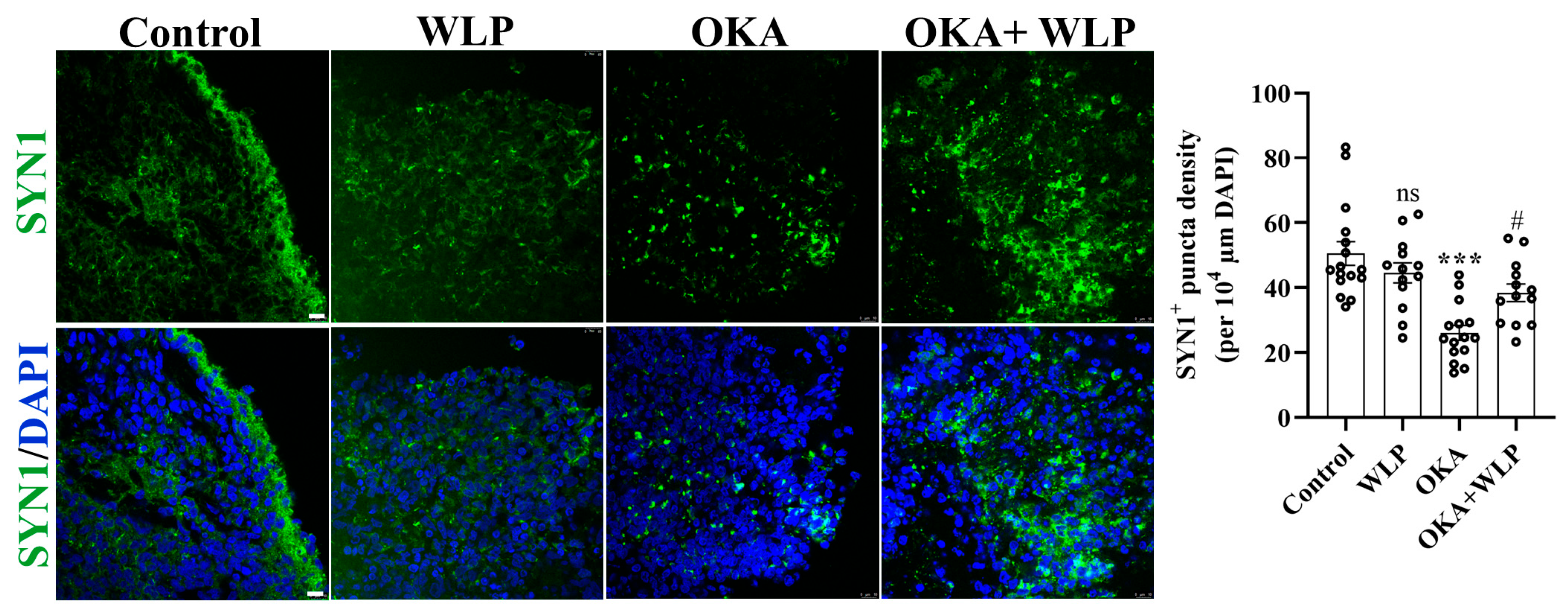 Antioxidants 14 00553 g007