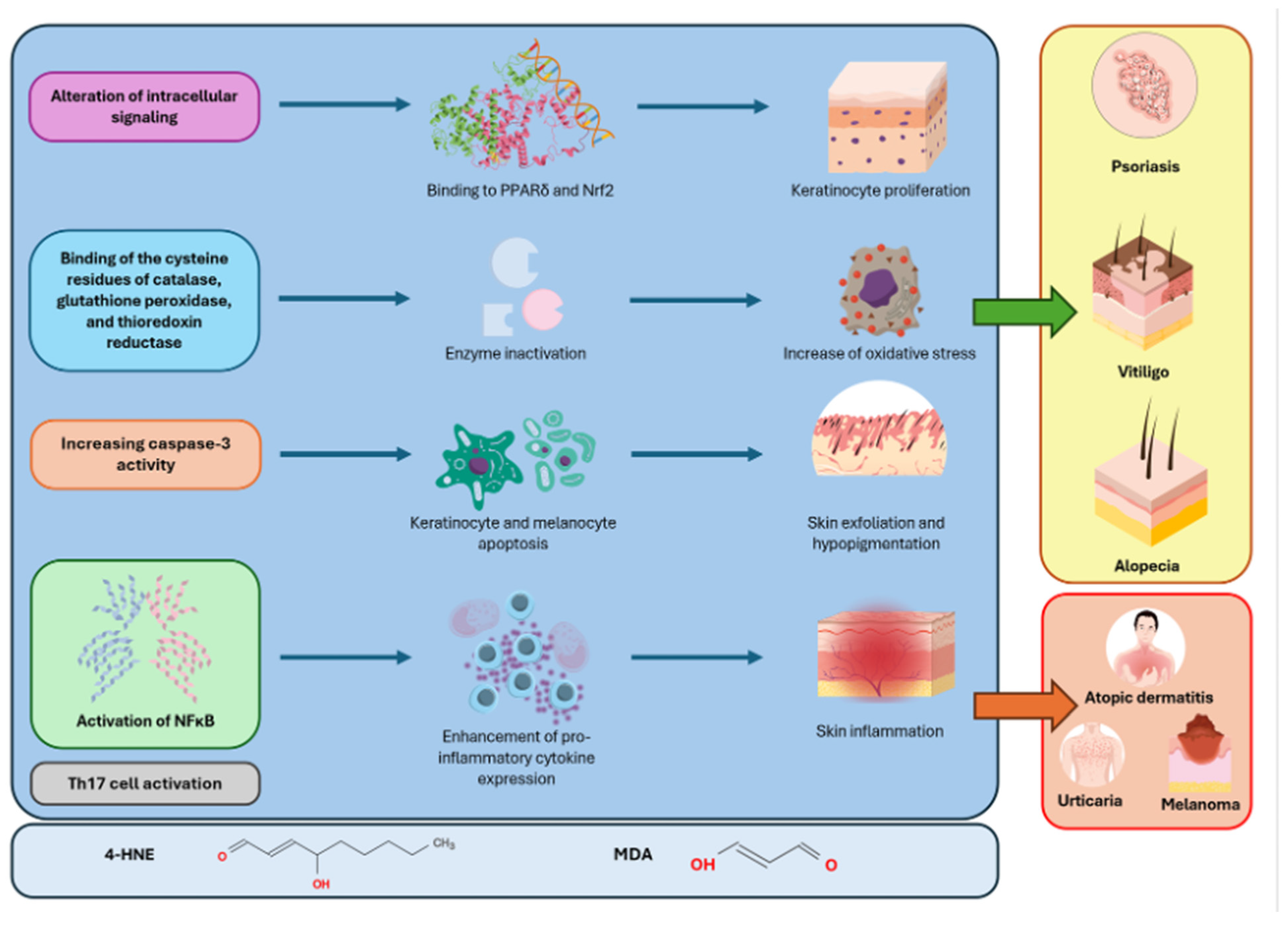 Antioxidants 14 00555 g004