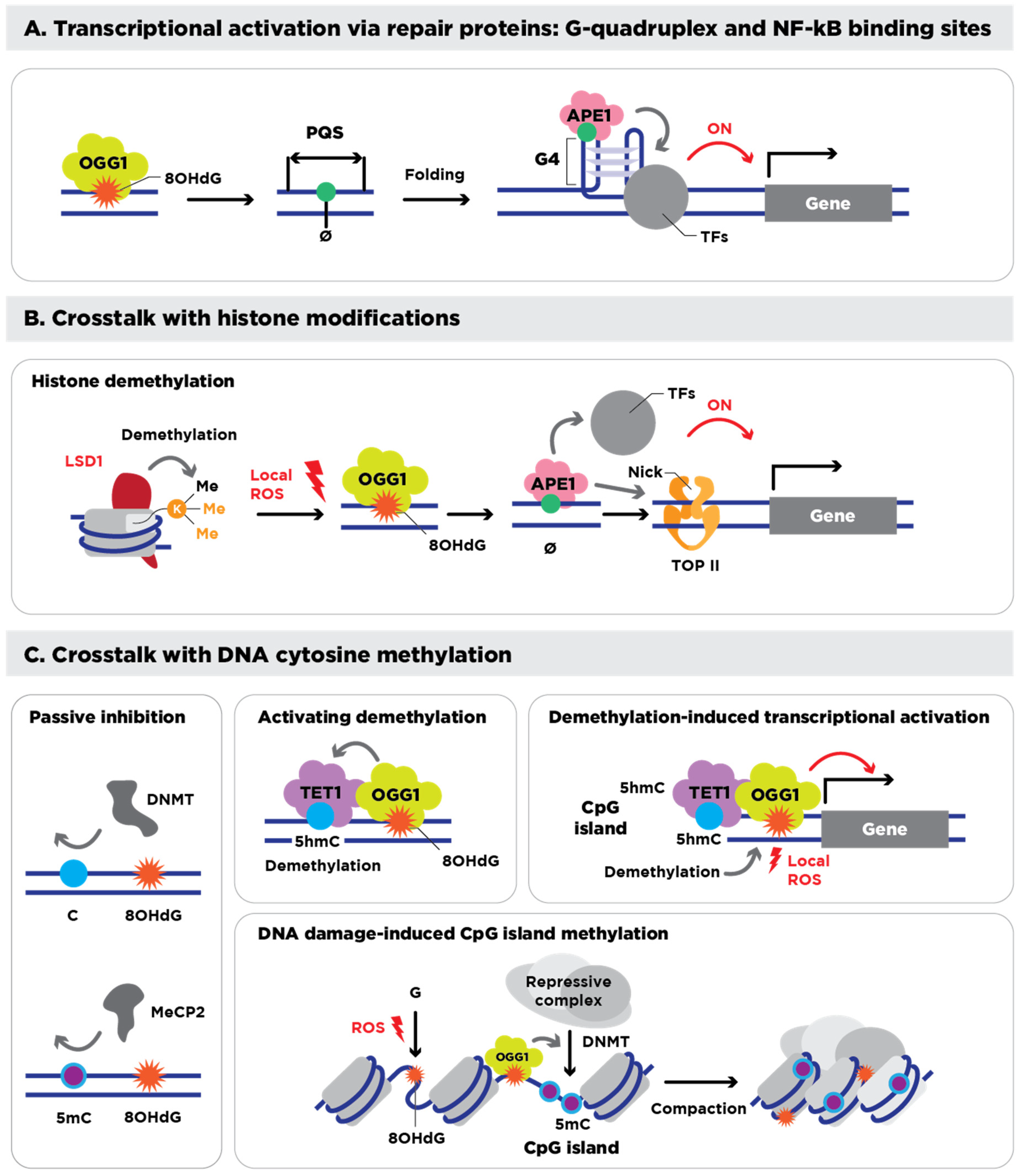 Antioxidants 14 00570 g001 Antioxidants 14 00570 g001