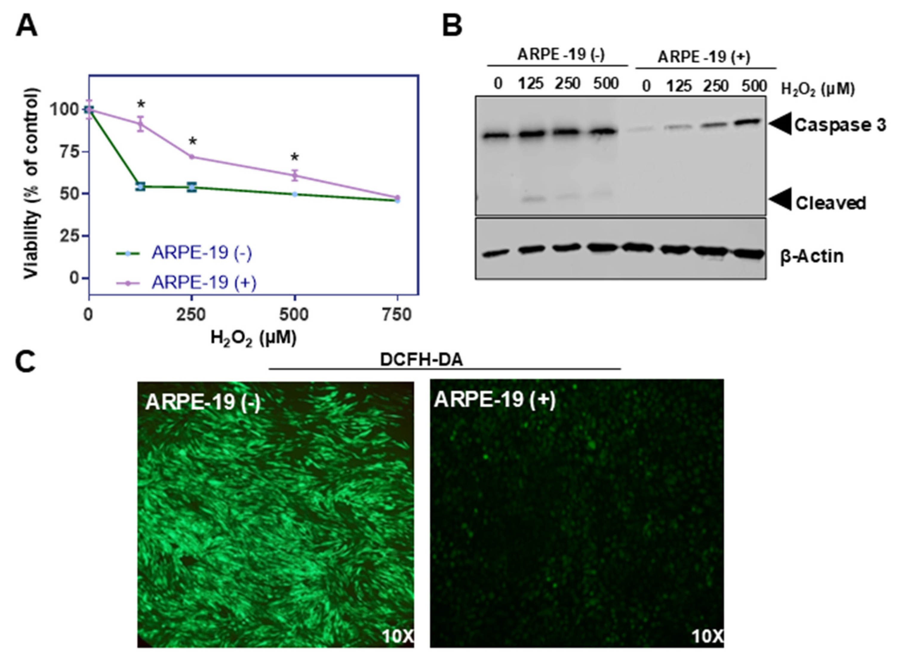 Antioxidants 14 00575 g002