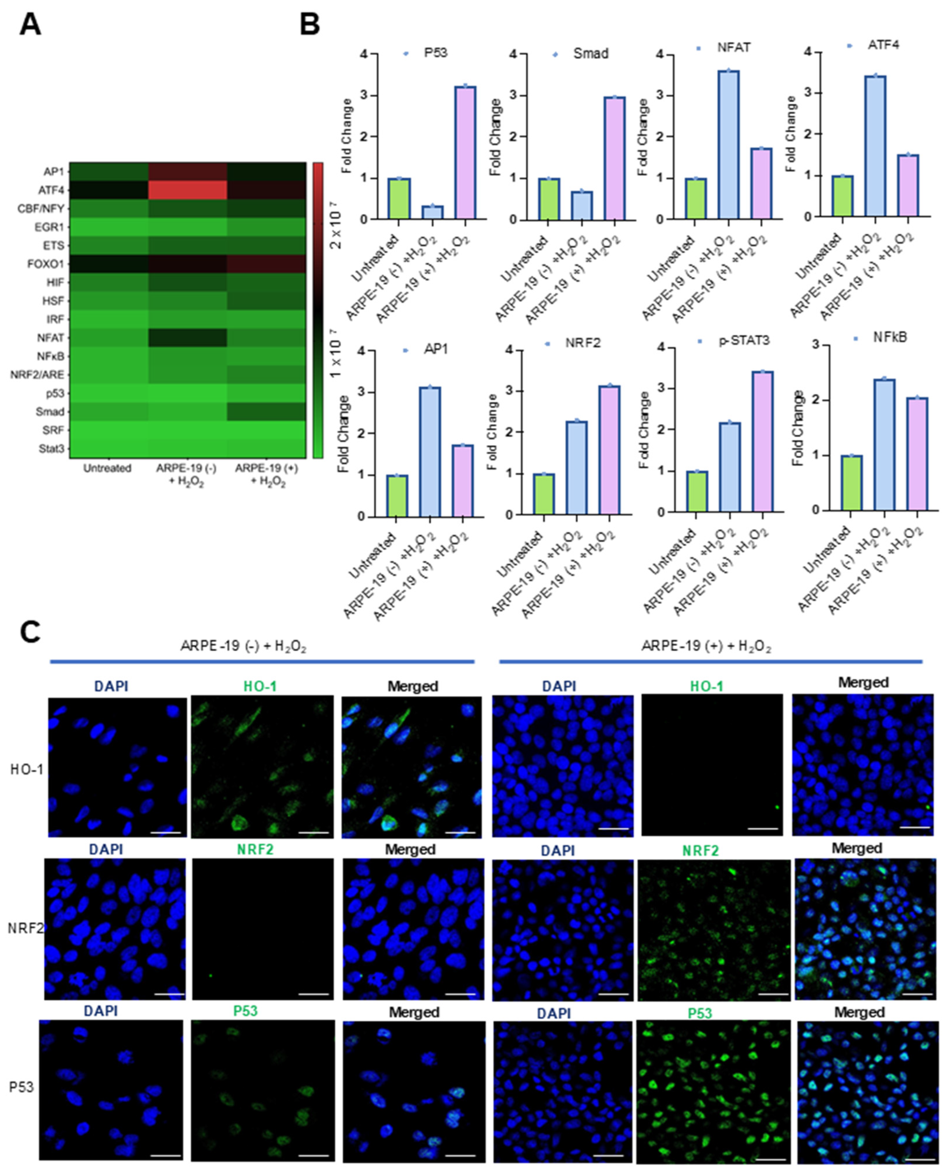 Antioxidants 14 00575 g003