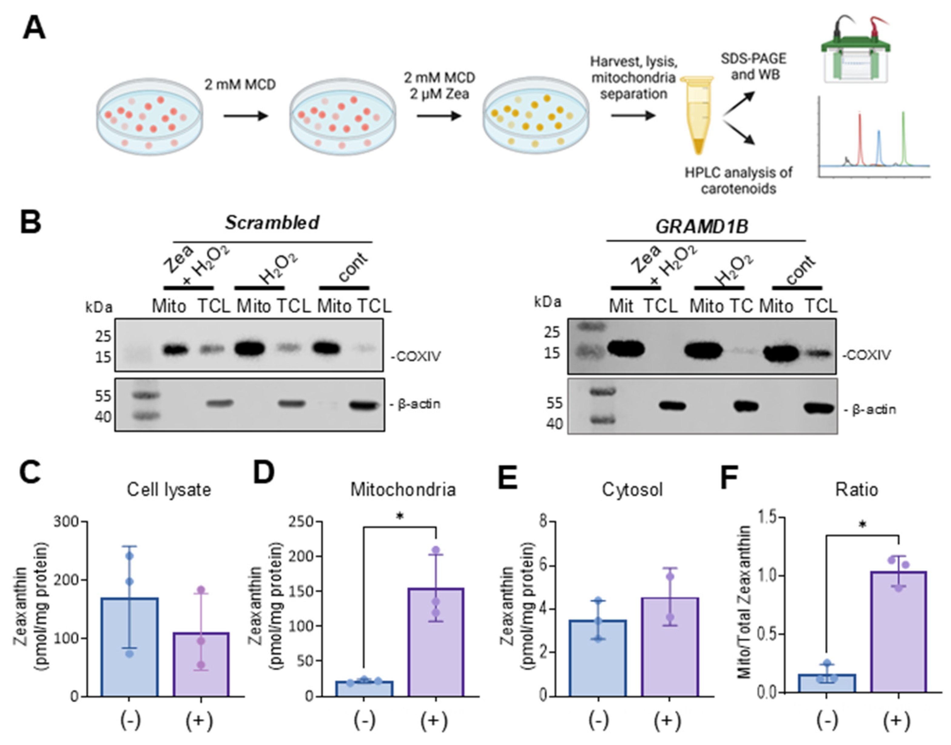 Antioxidants 14 00575 g004