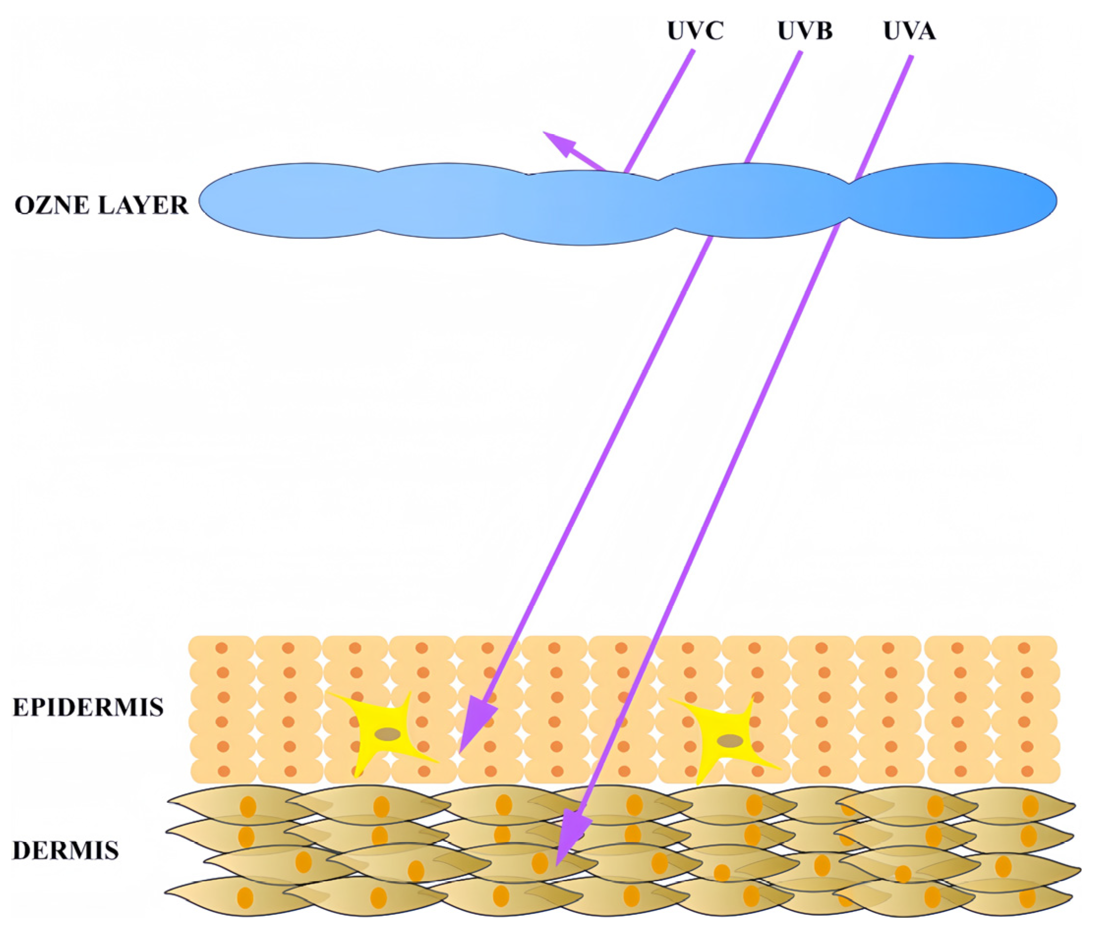 Antioxidants 14 00577 g002