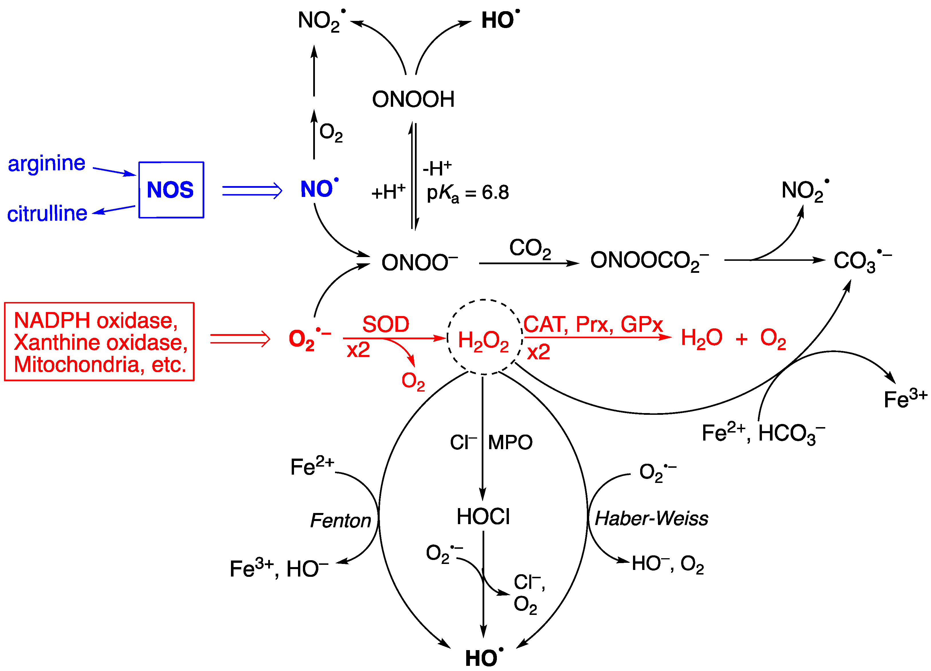 Antioxidants 14 00578 g001 Antioxidants 14 00578 g001