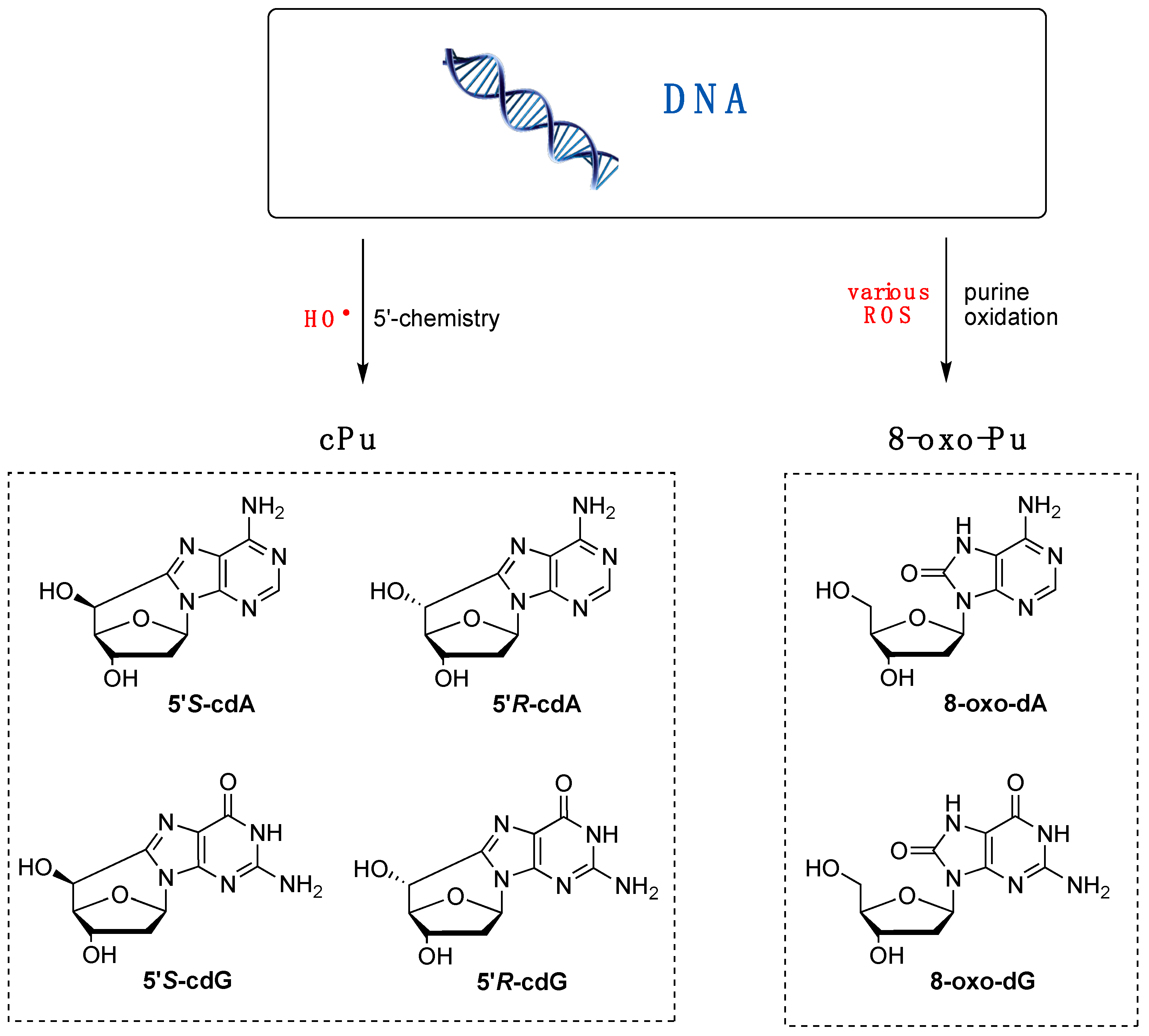 Antioxidants 14 00578 g002 Antioxidants 14 00578 g002