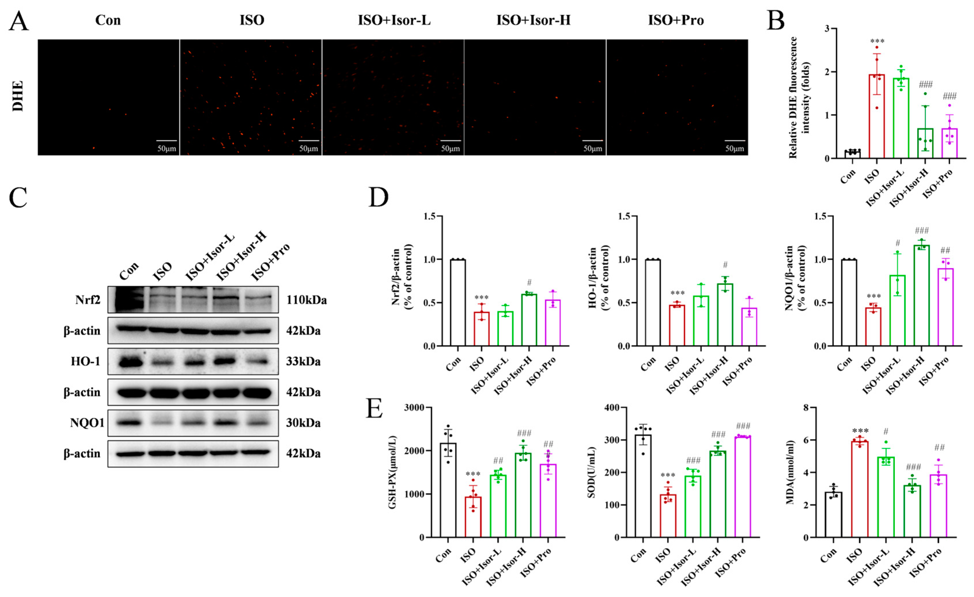 Antioxidants 14 00579 g003 Antioxidants 14 00579 g003
