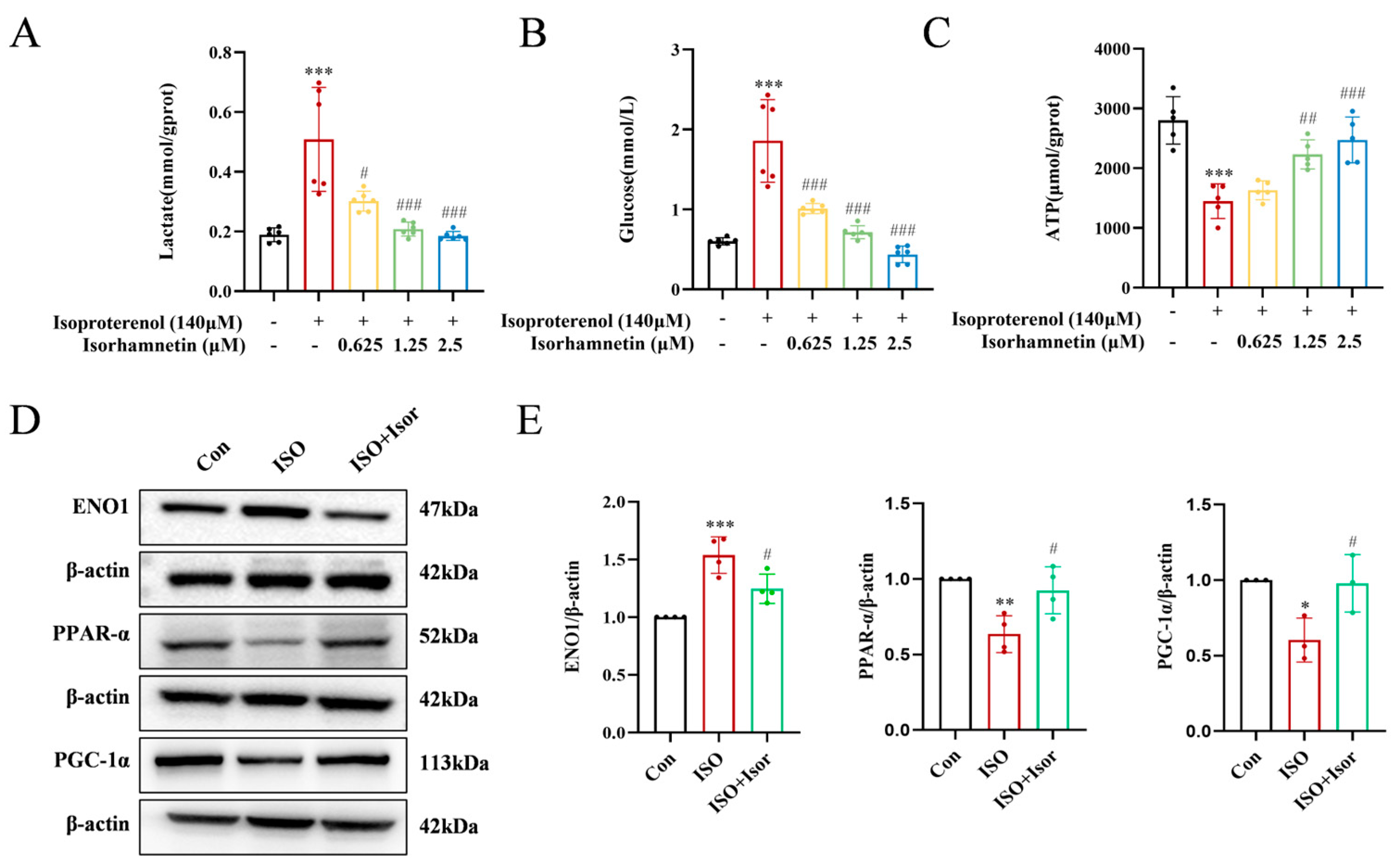 Antioxidants 14 00579 g007 Antioxidants 14 00579 g007