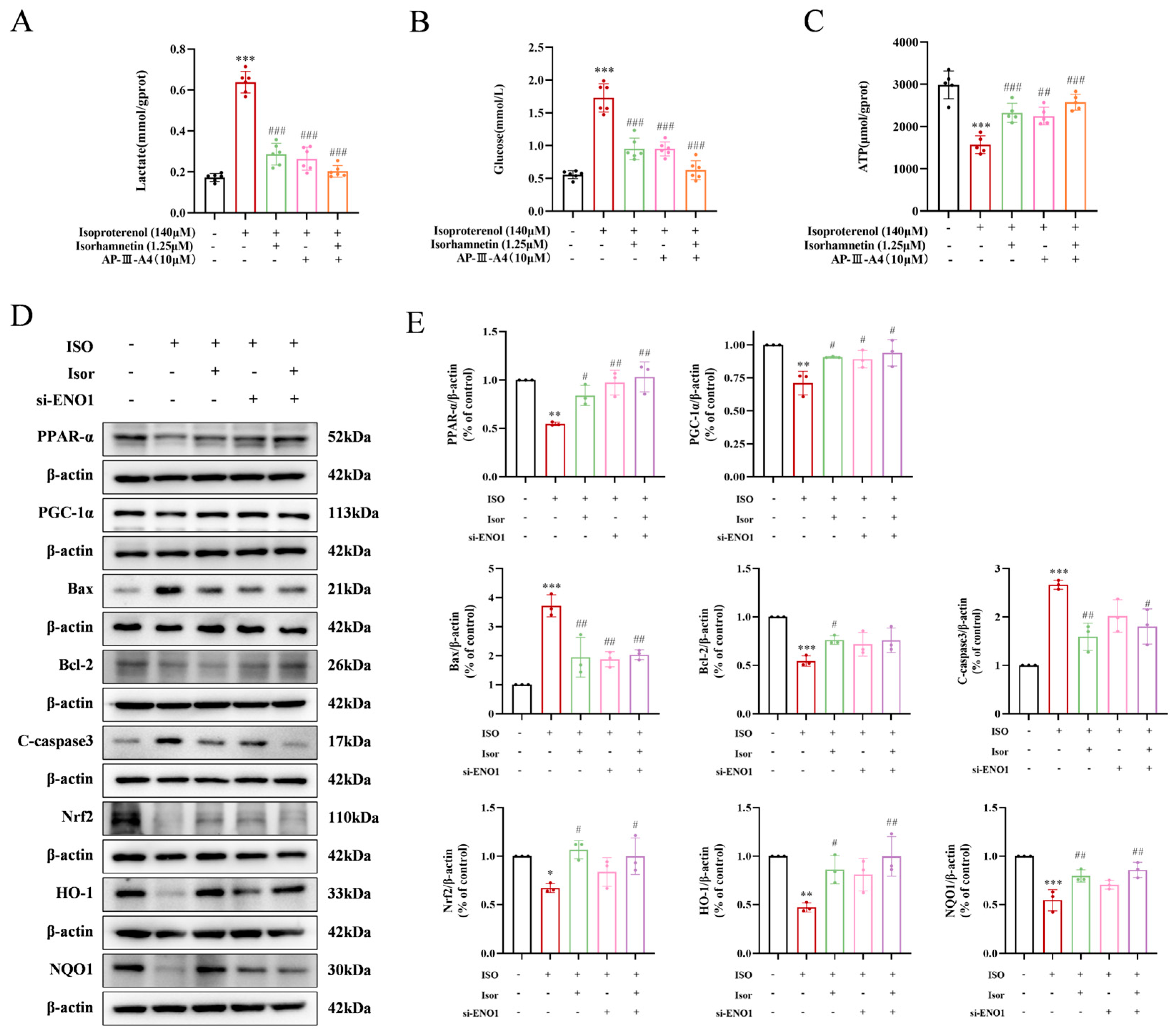 Antioxidants 14 00579 g008 Antioxidants 14 00579 g008