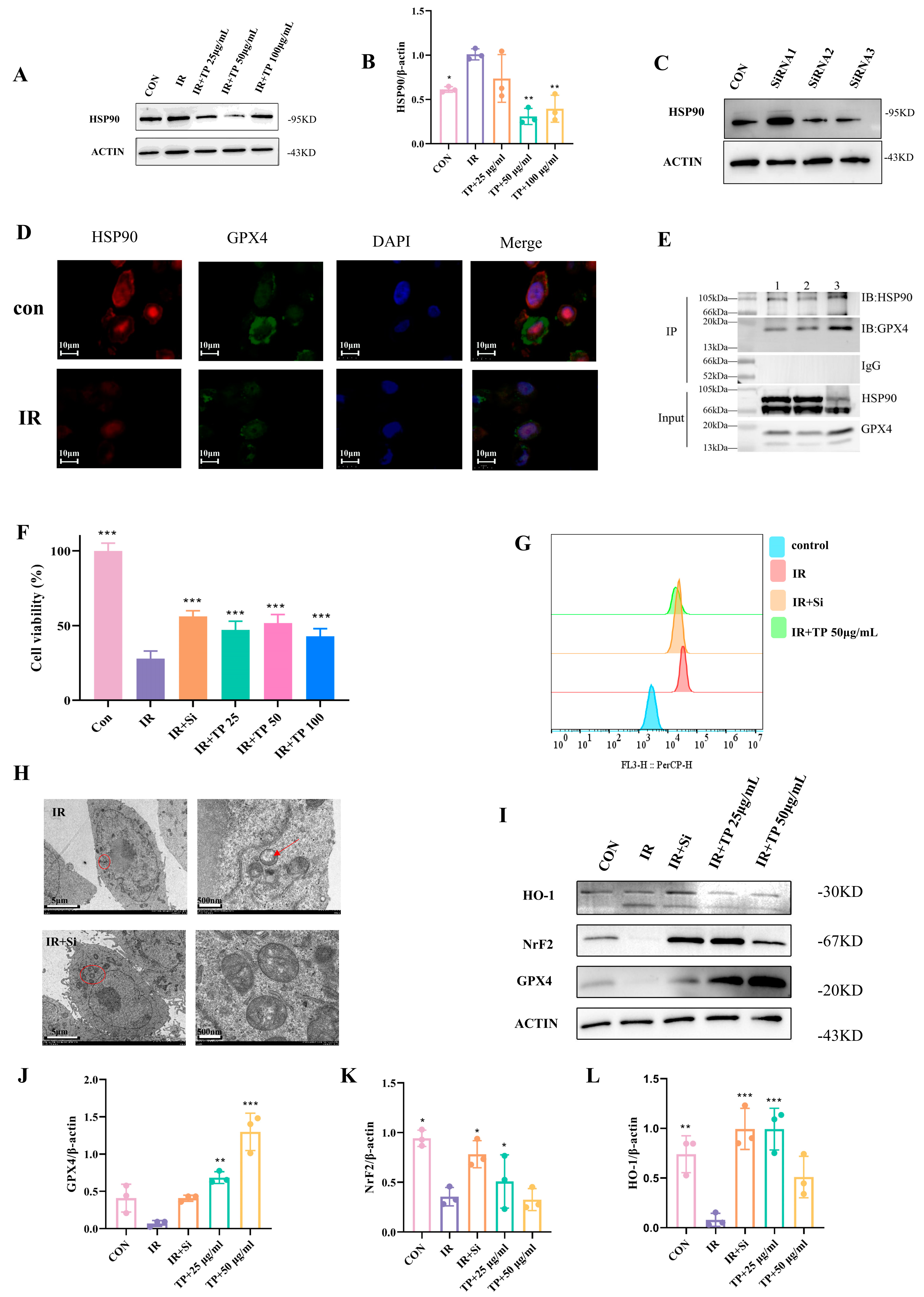 Antioxidants 14 00580 g004