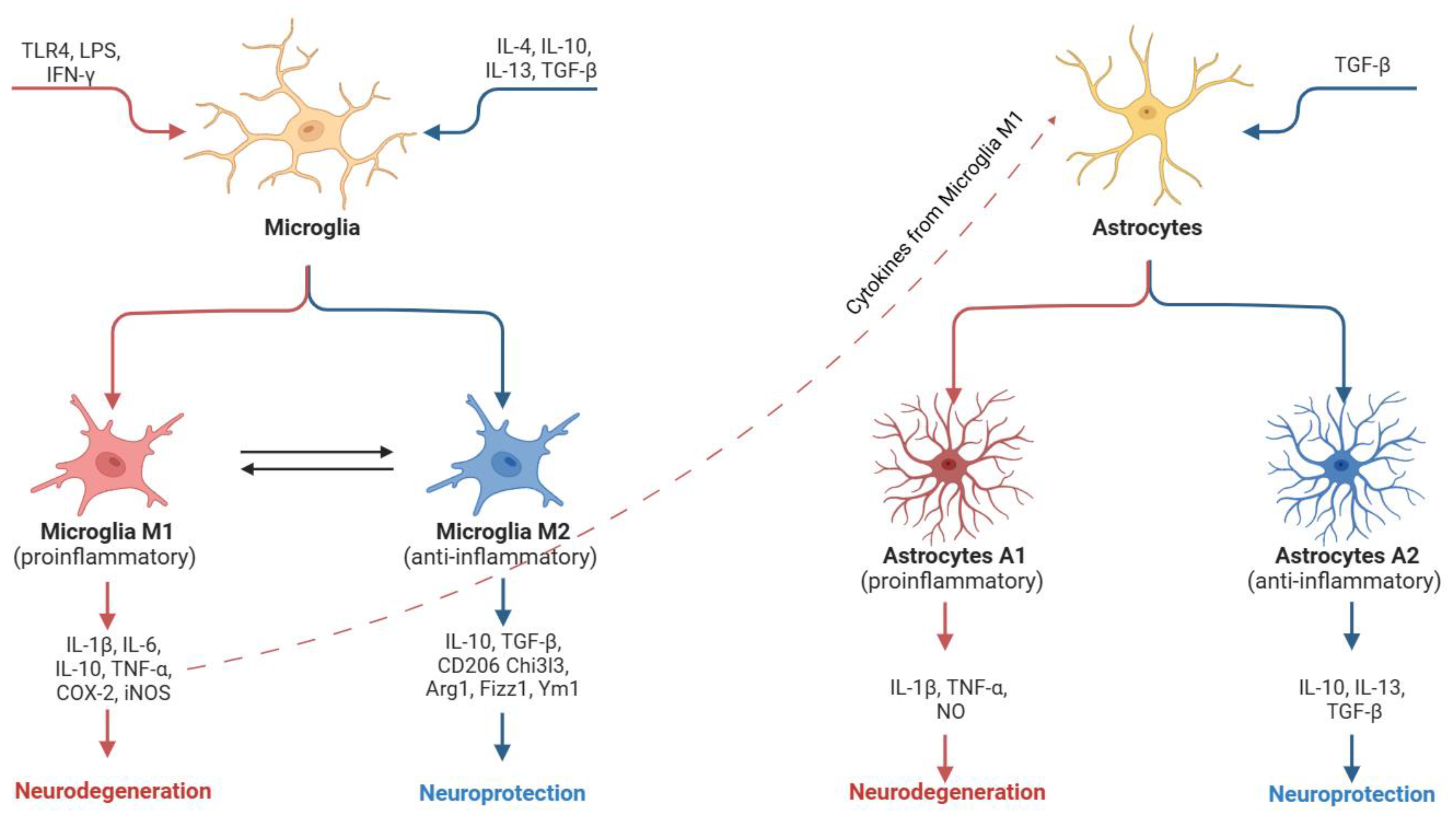 Antioxidants 14 00581 g002