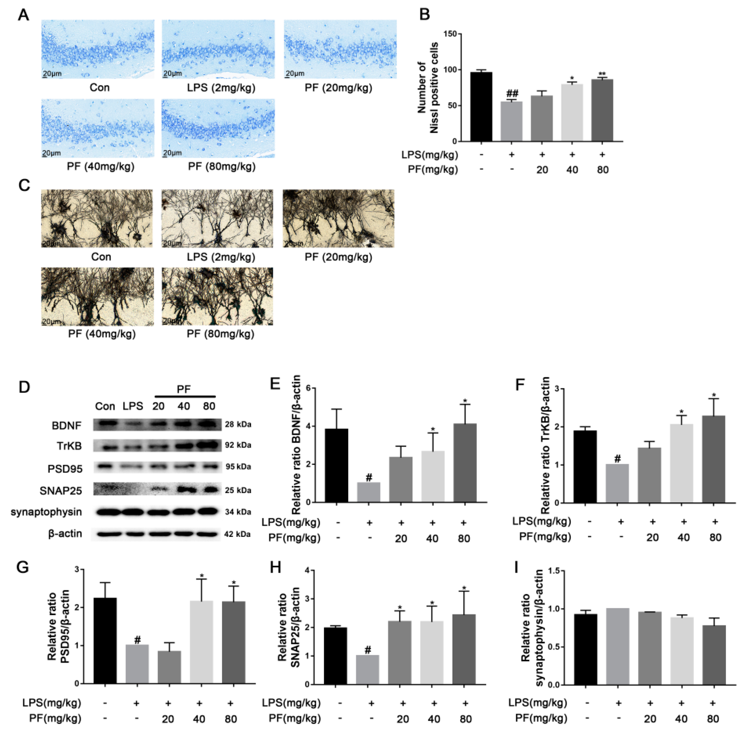 Antioxidants 14 00585 g002