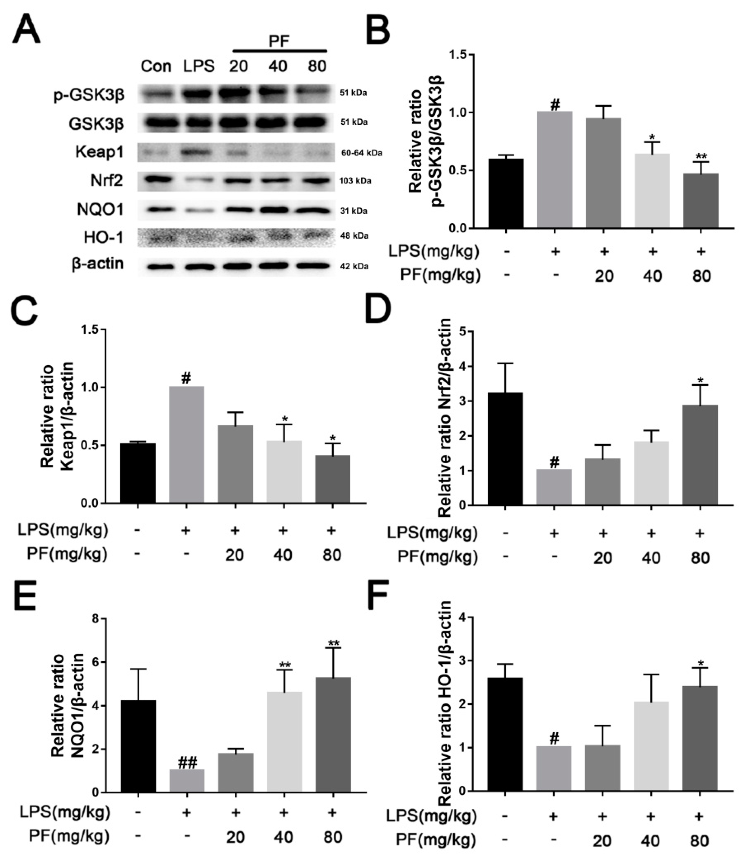 Antioxidants 14 00585 g005