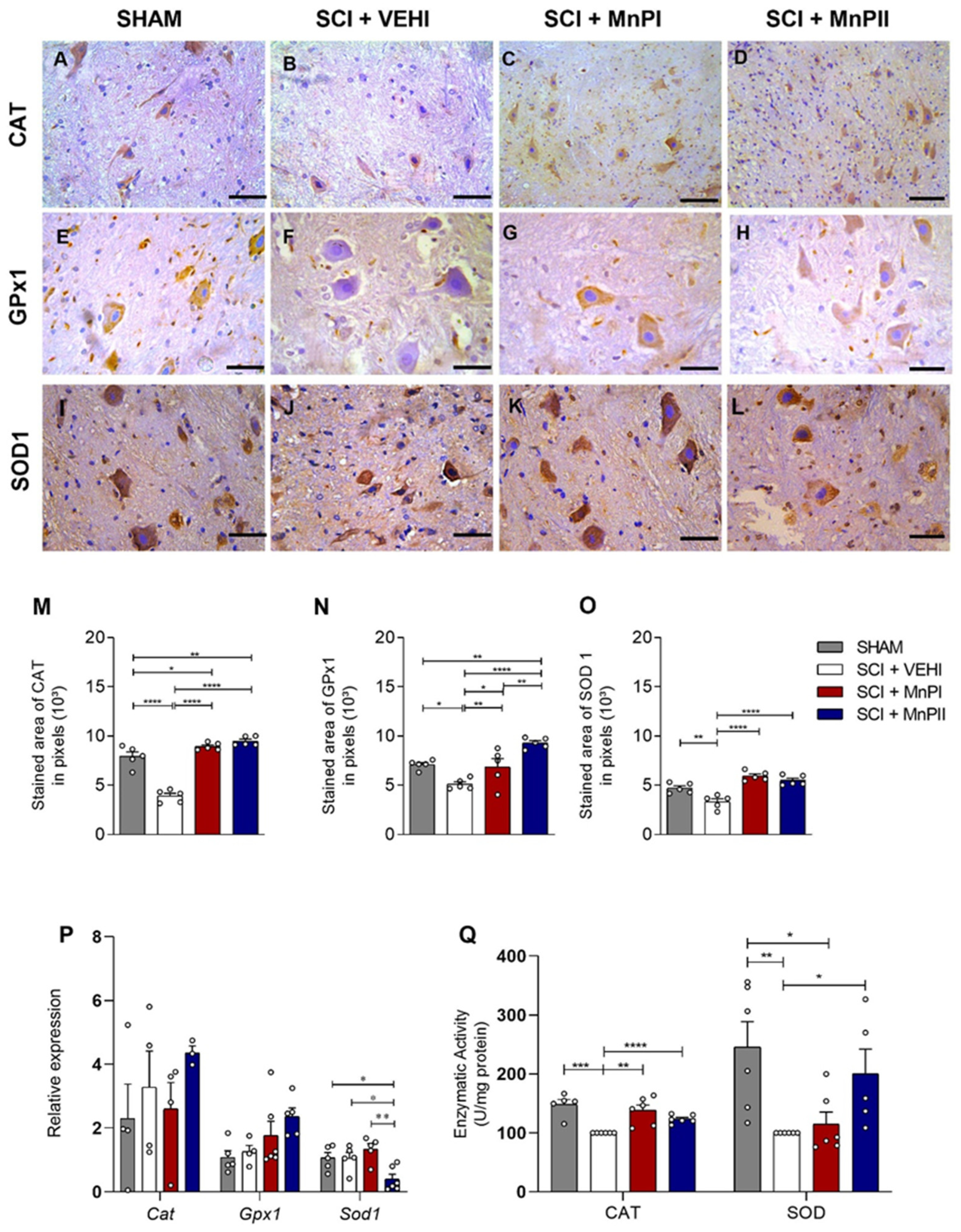 Antioxidants 14 00587 g005