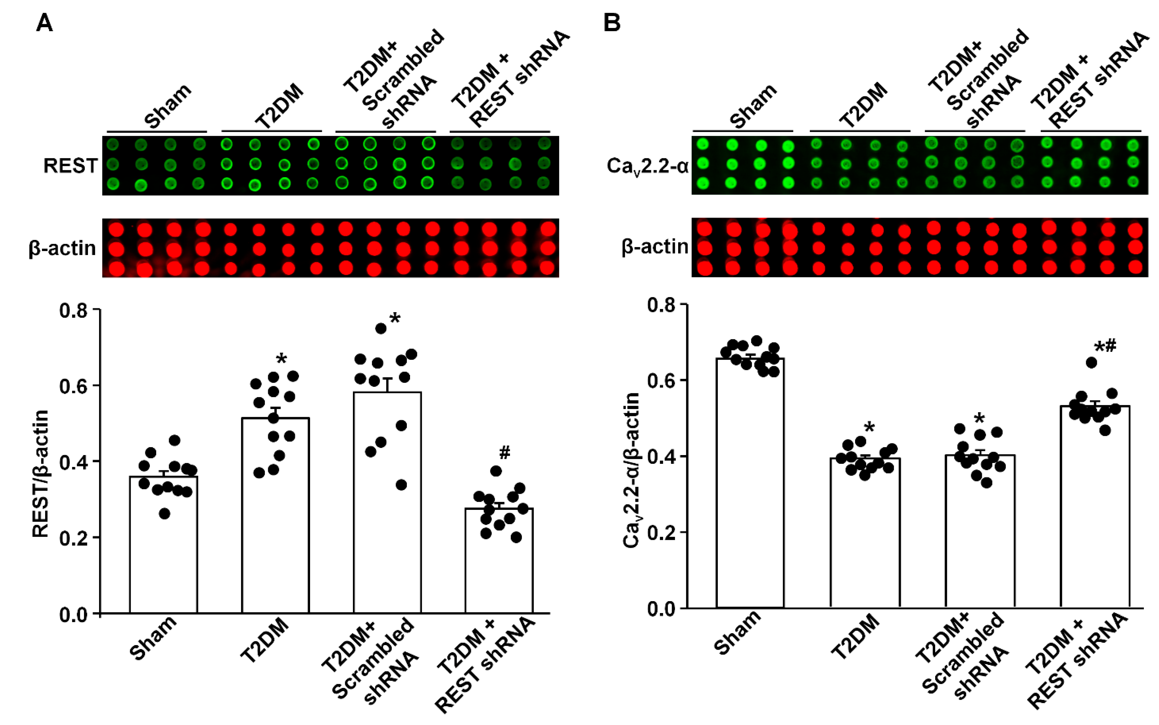 Antioxidants 14 00588 g003