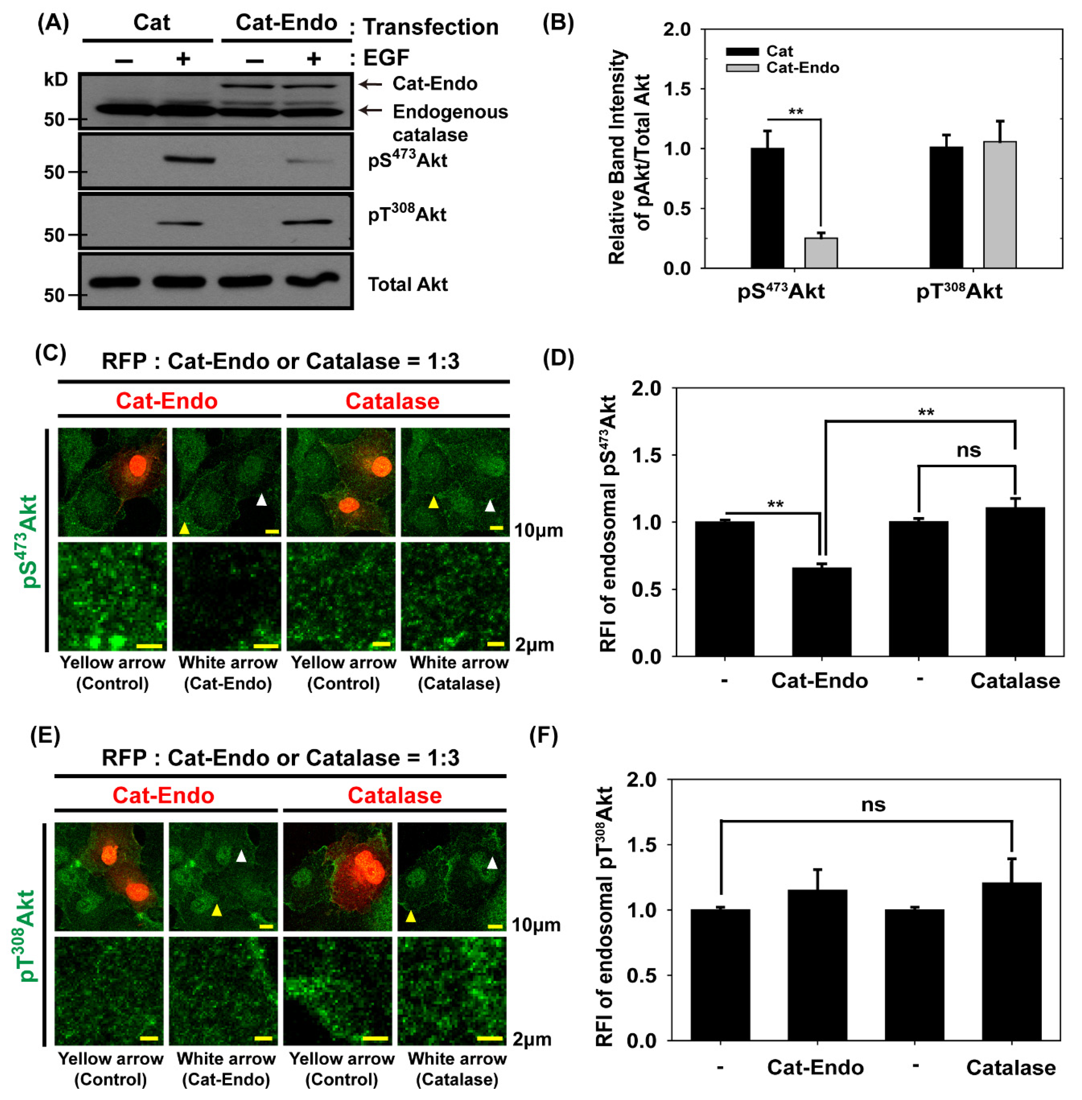 Antioxidants 14 00594 g003