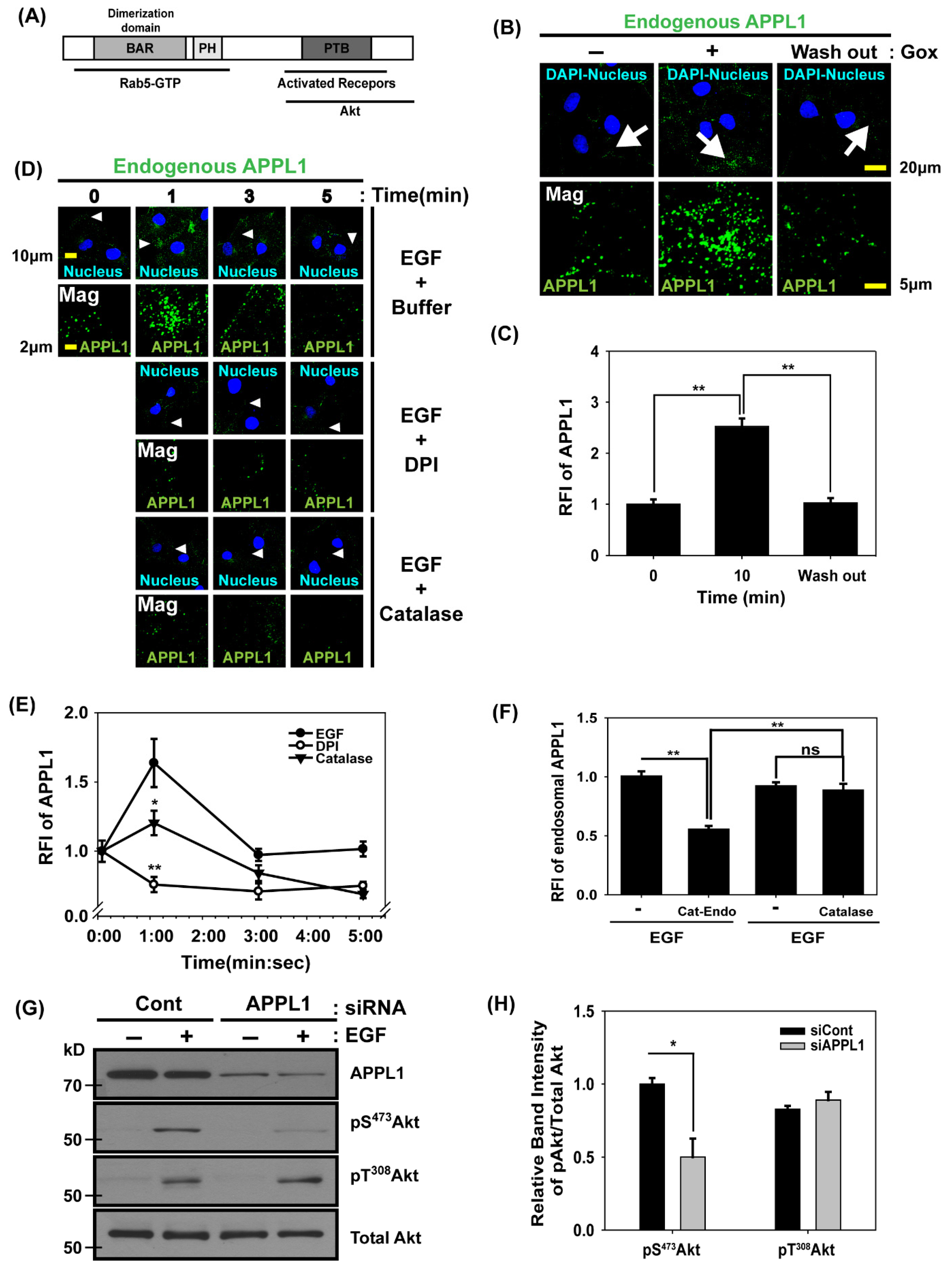 Antioxidants 14 00594 g004