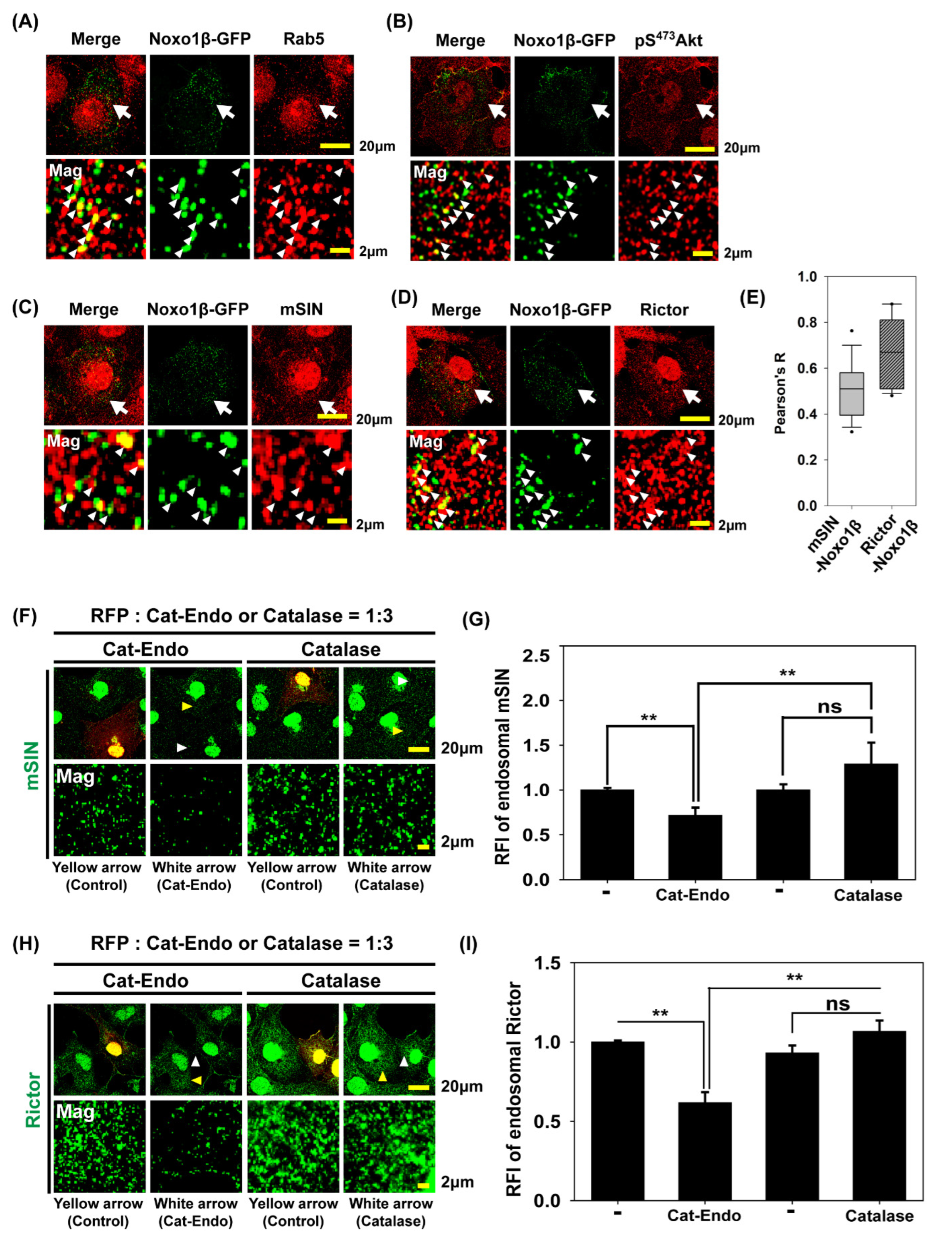 Antioxidants 14 00594 g005