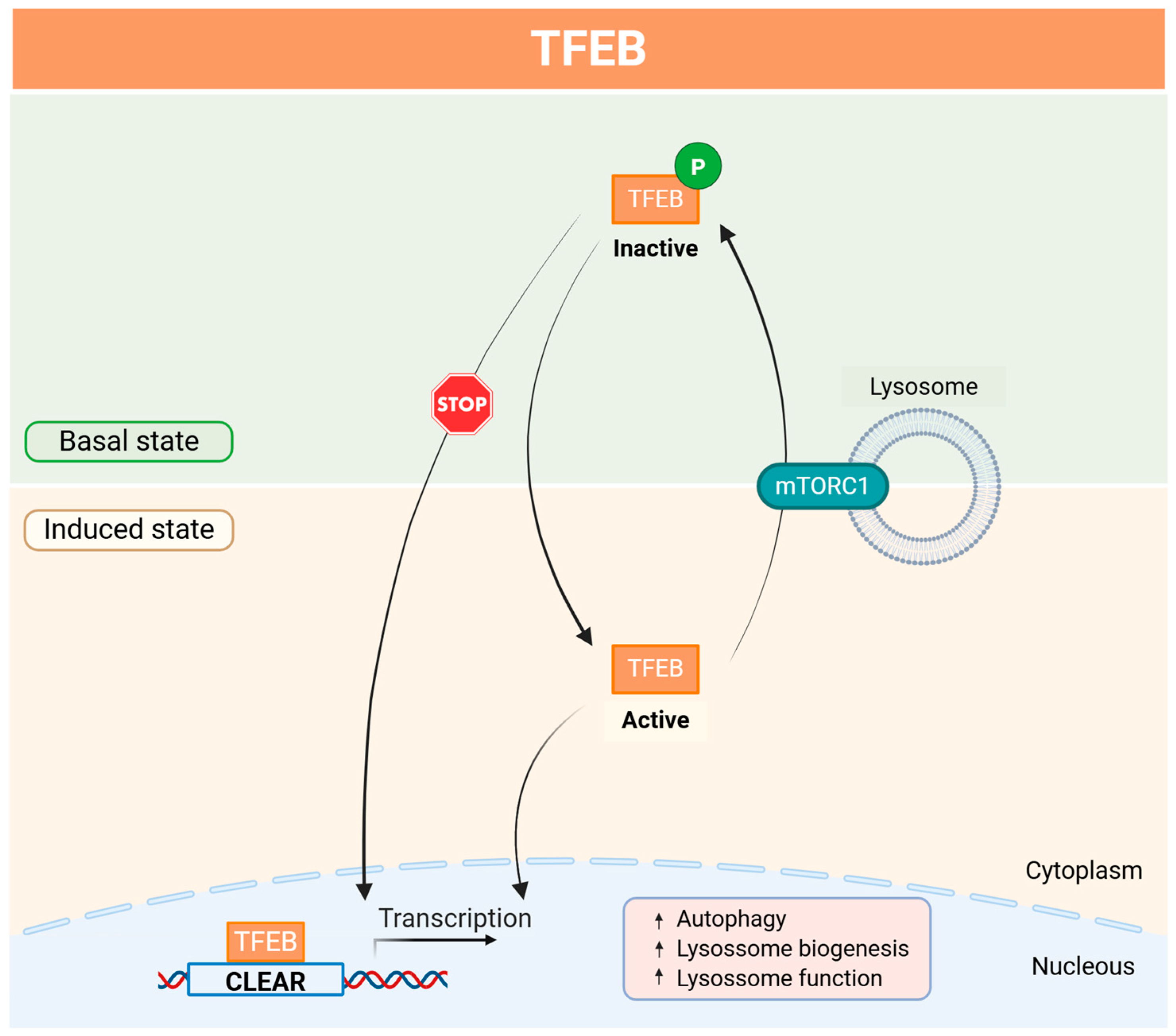 Antioxidants 14 00596 g002 Antioxidants 14 00596 g002