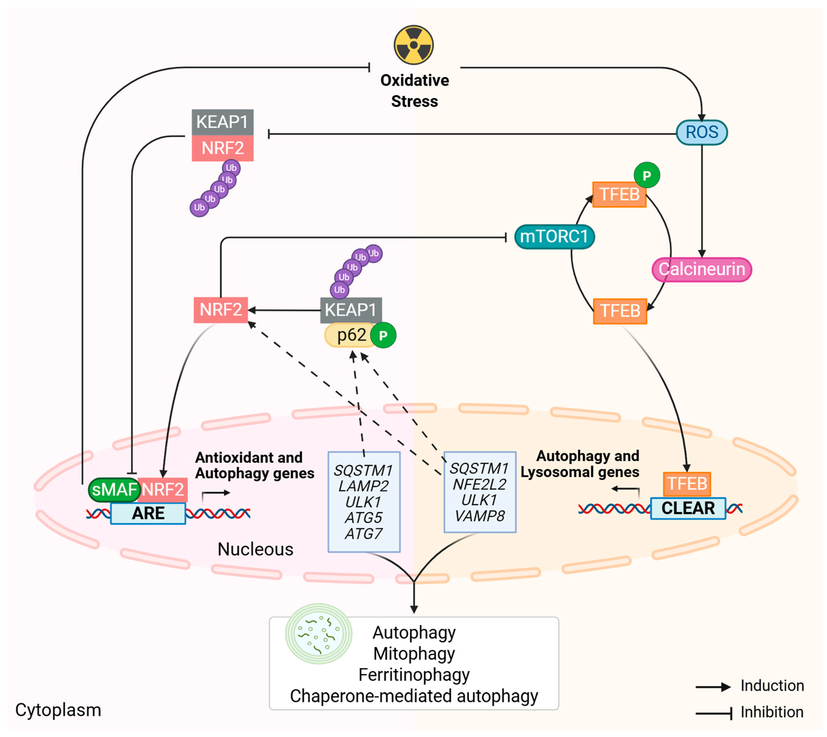Antioxidants 14 00596 g005 Antioxidants 14 00596 g005