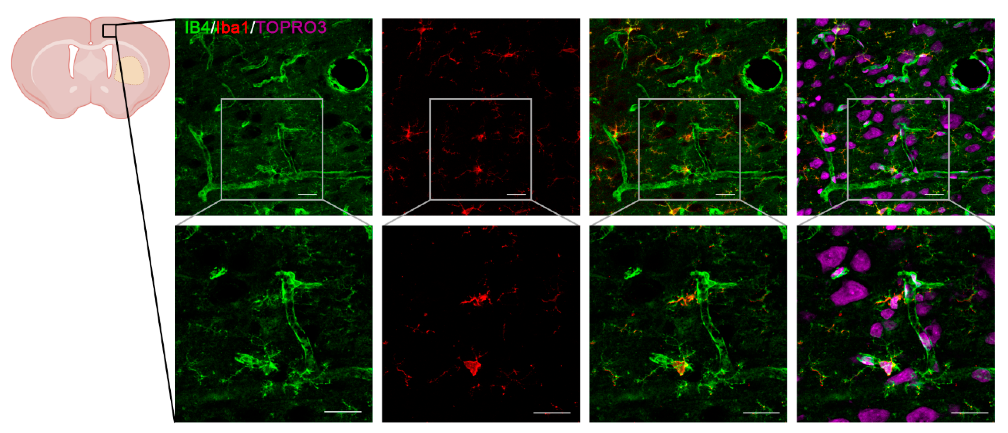 Antioxidants 14 00601 g004