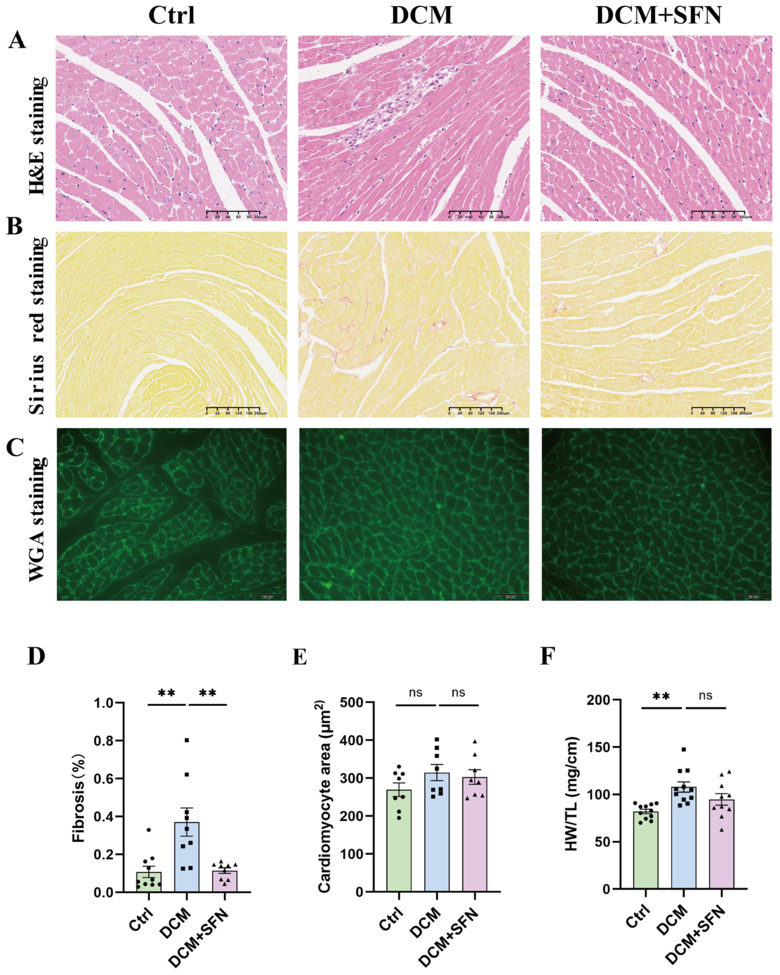 Antioxidants 14 00603 g004