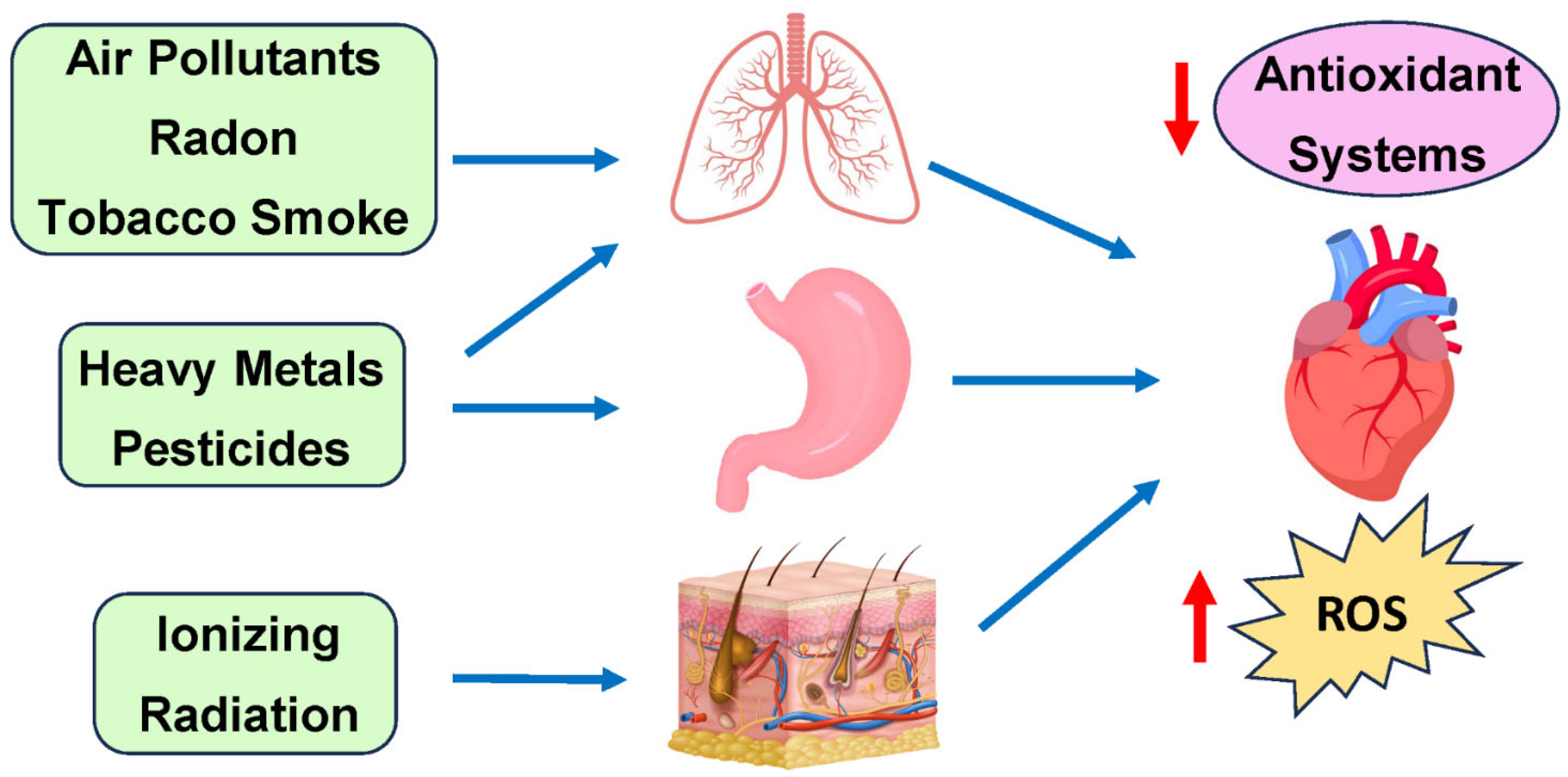 Antioxidants 14 00604 g003
