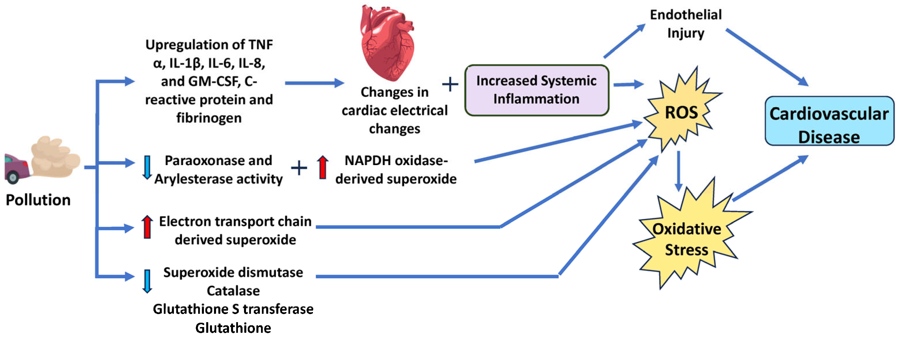 Antioxidants 14 00604 g004