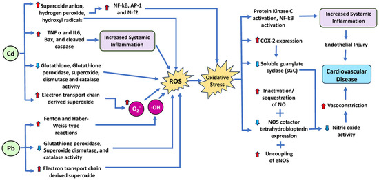 Environmental Toxins and Oxidative Stress: The Link to