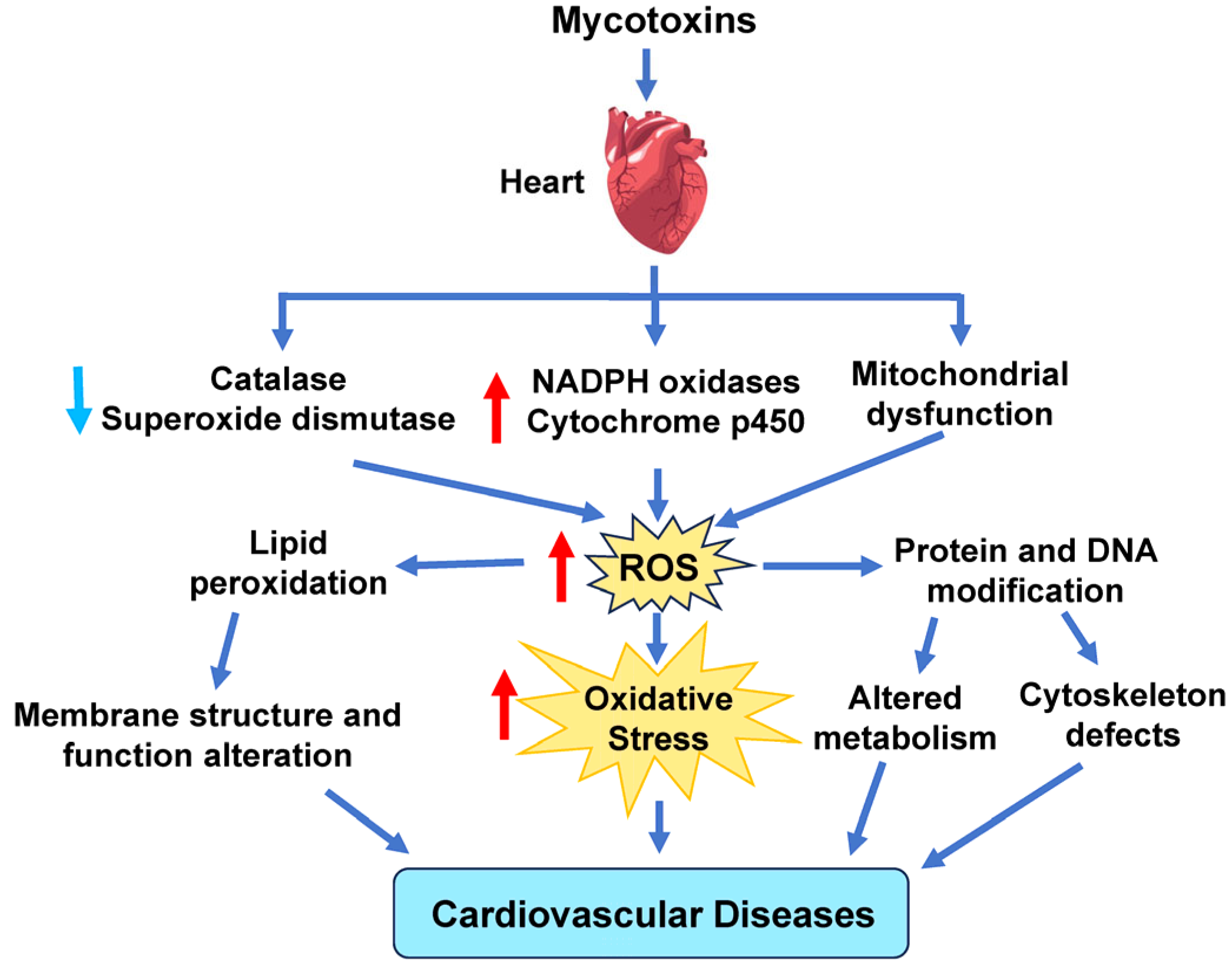 Antioxidants 14 00604 g006