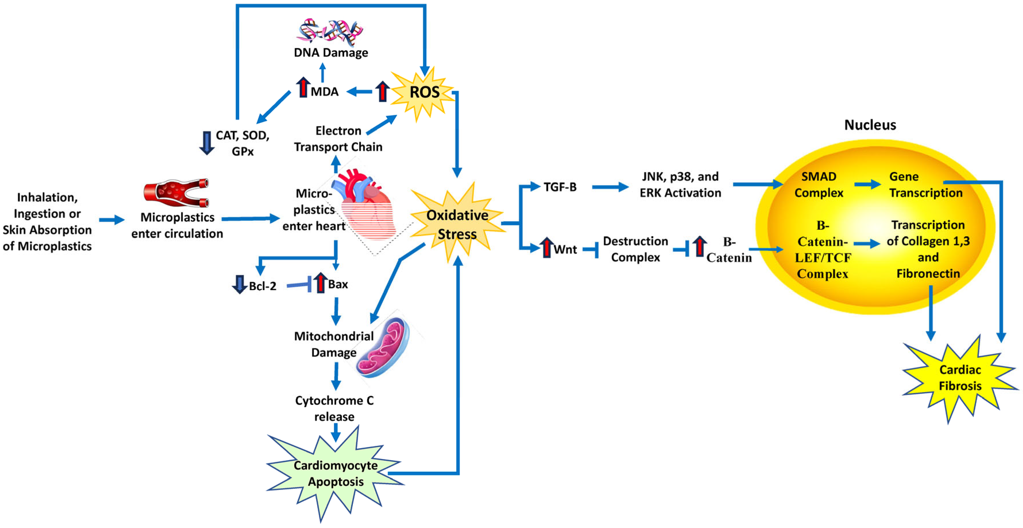 Antioxidants 14 00604 g008