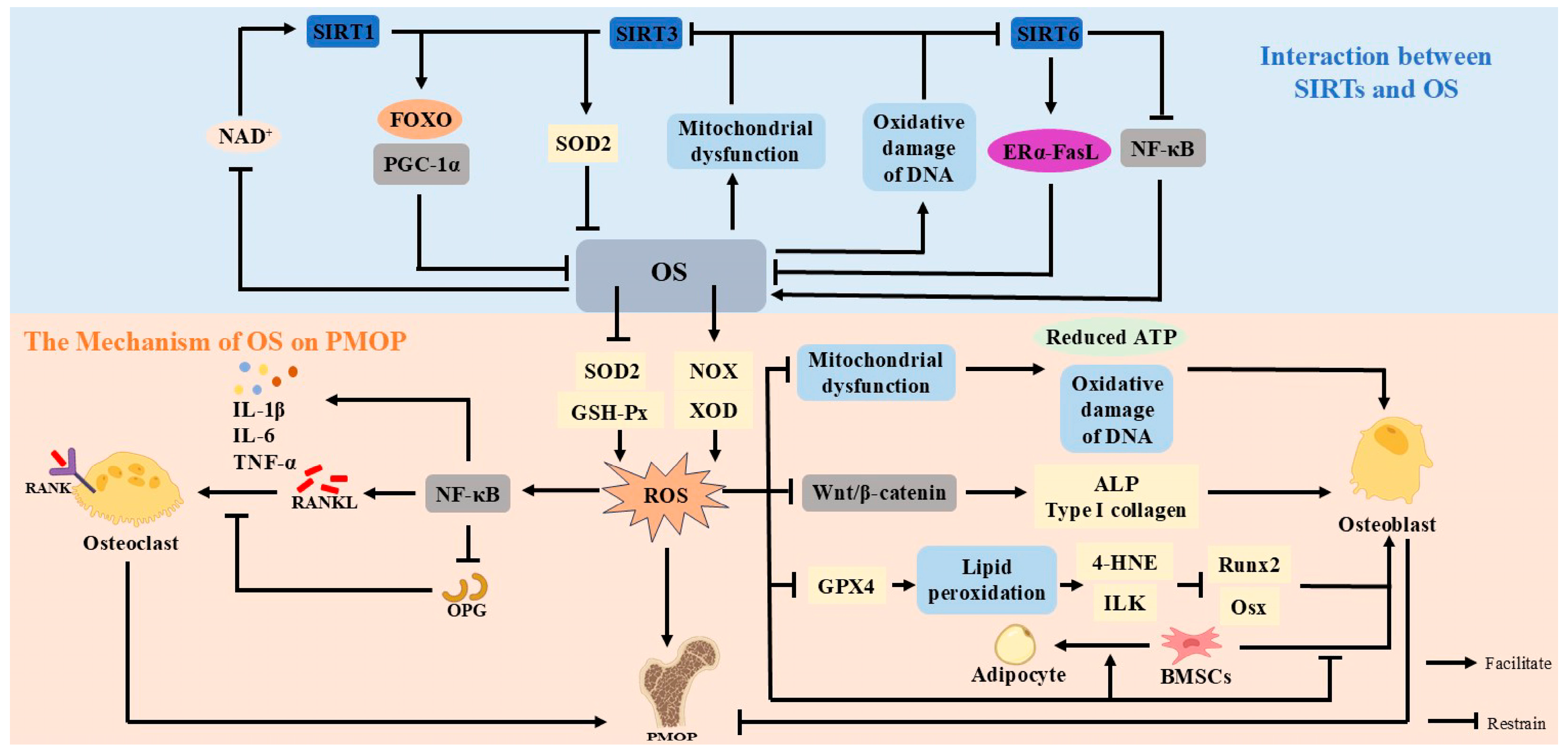 【u】 New Perspectives on Postmenopausal Osteoporosis: Mechanisms